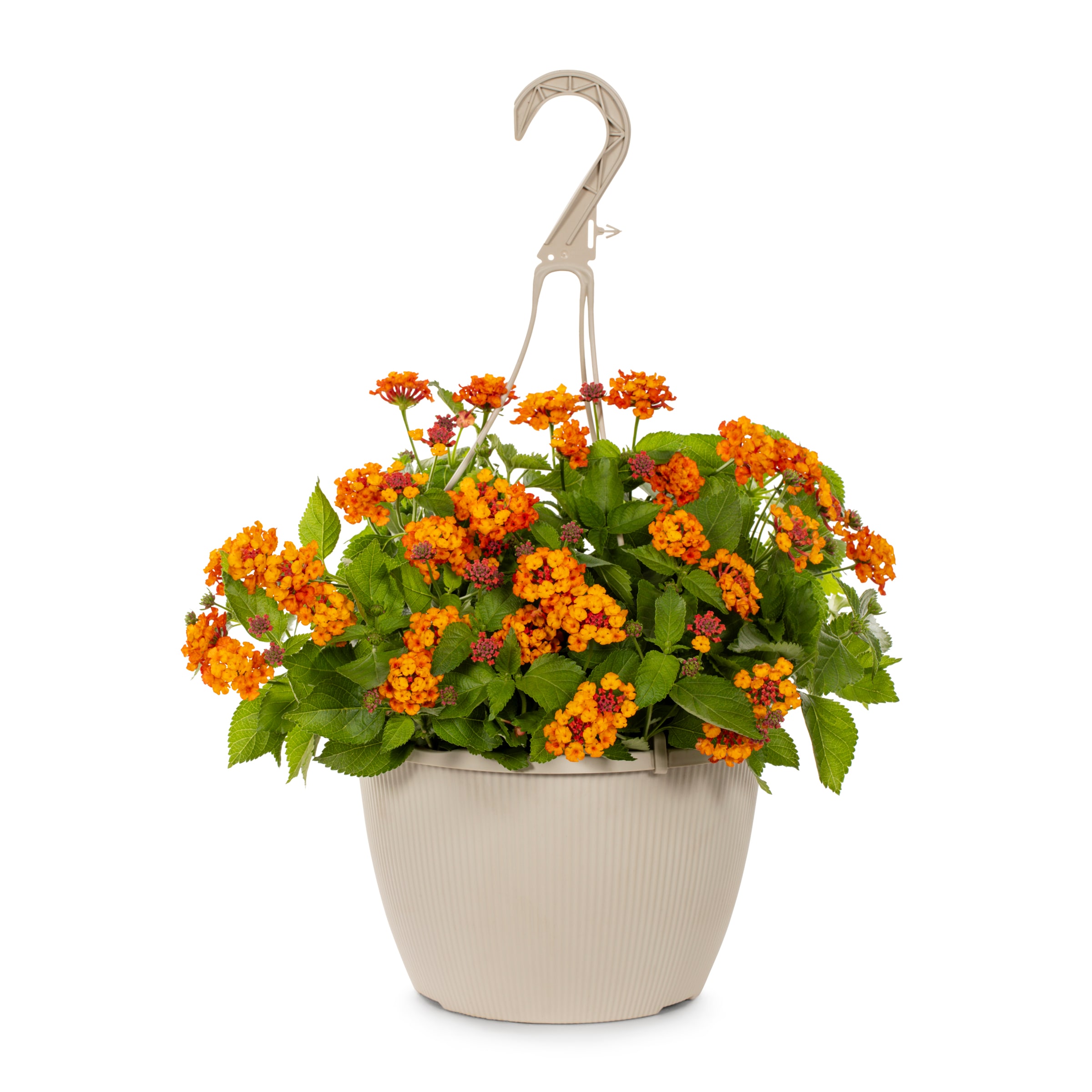 Lowe's 94004 Multicolor Lantana Plant in 1.50 -Gallon Hanging basket 1.0 -Pack