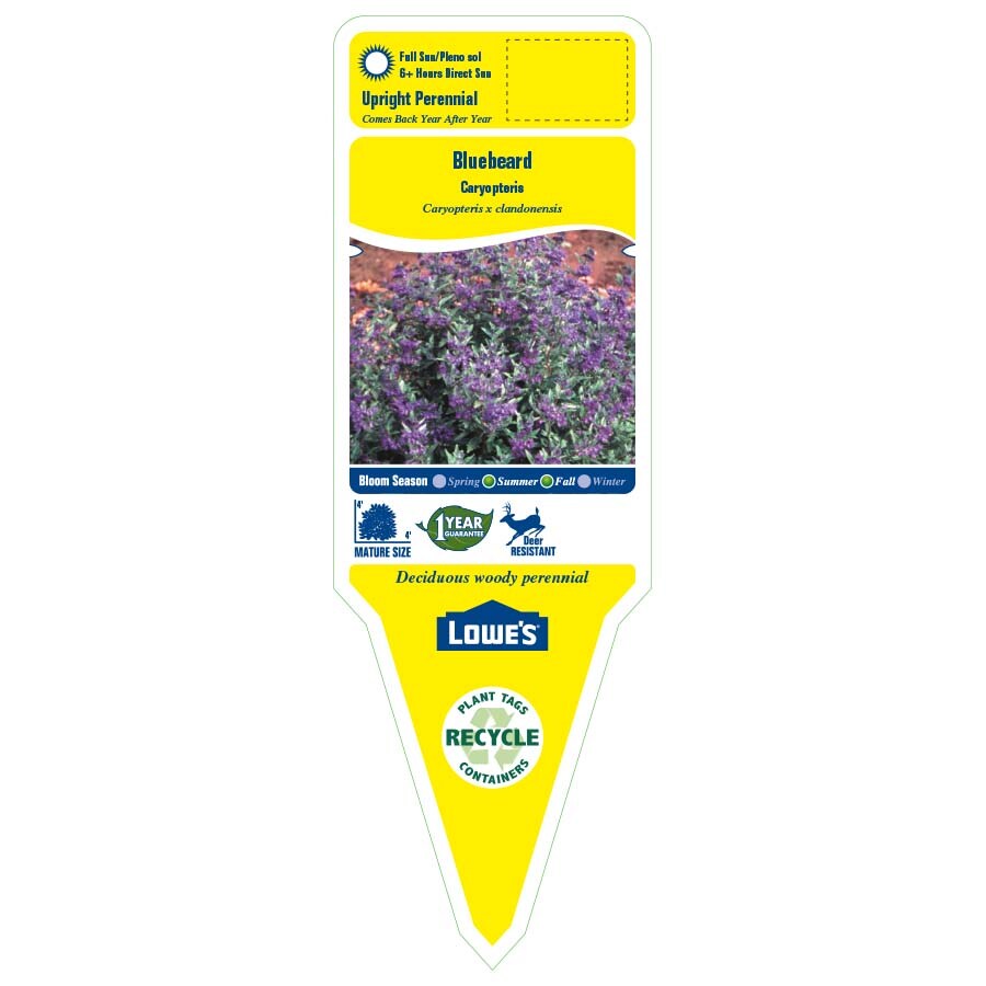 Lowe's NURSERY perennials - View #2