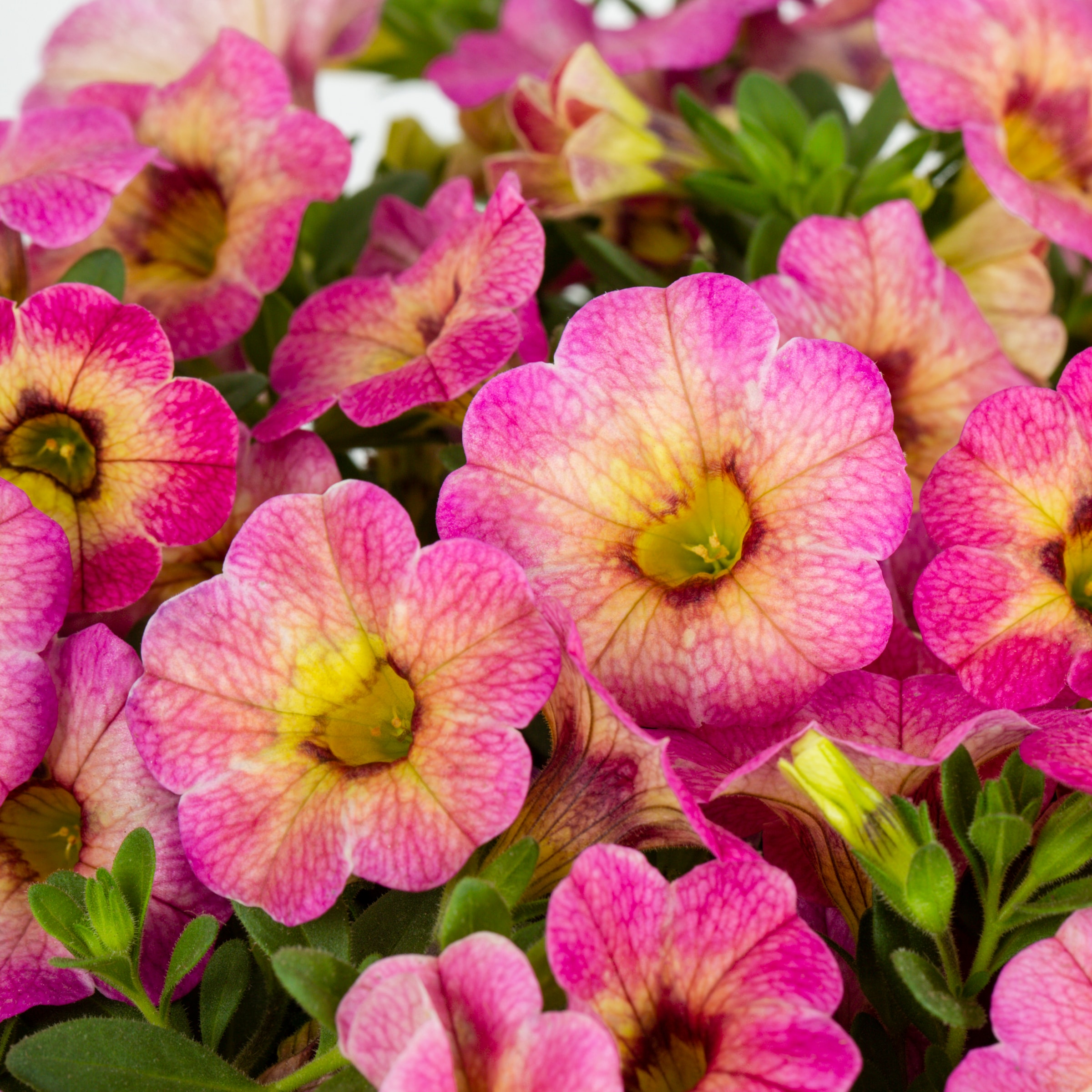 Proven Winners Multicolor Calibrachoa Pot 5-Pack in the Annuals ...