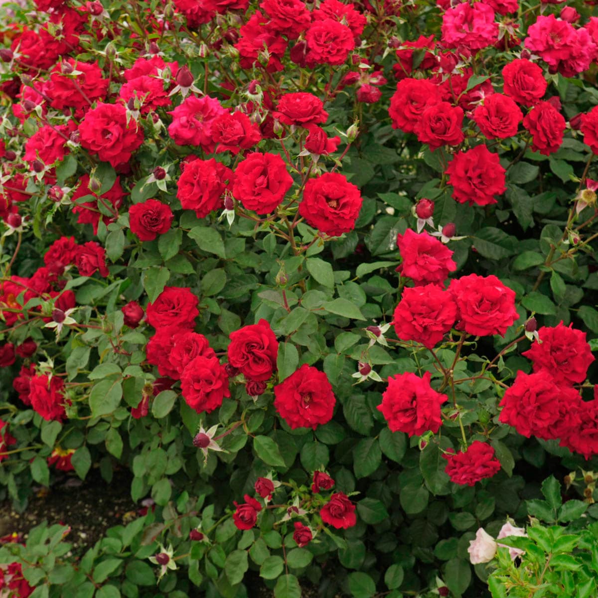 Spring Hill Nurseries 92368 roses - View #2