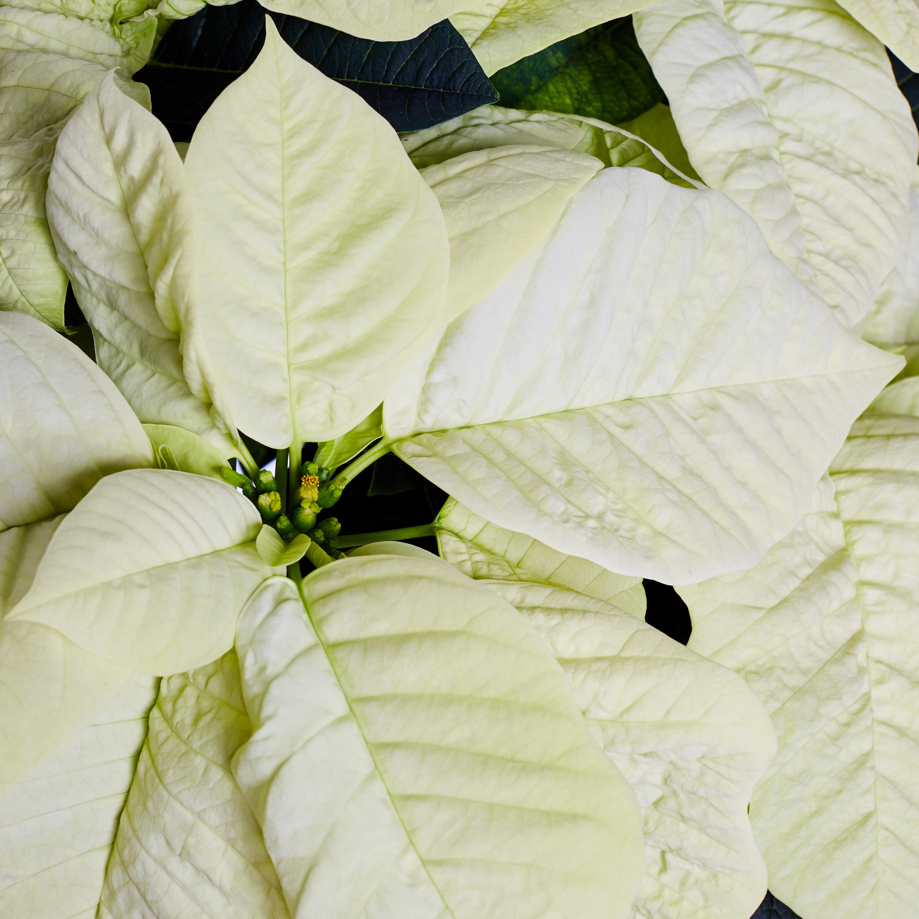 Holiday Living NURSERY annuals - View #2