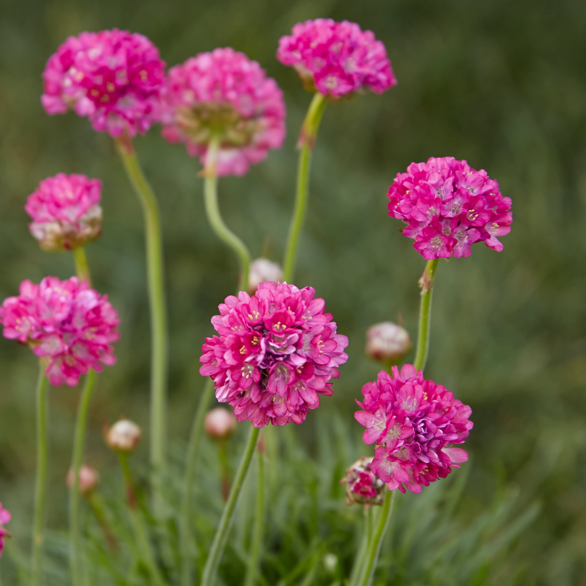 Lowe's 418383 perennials - View #2