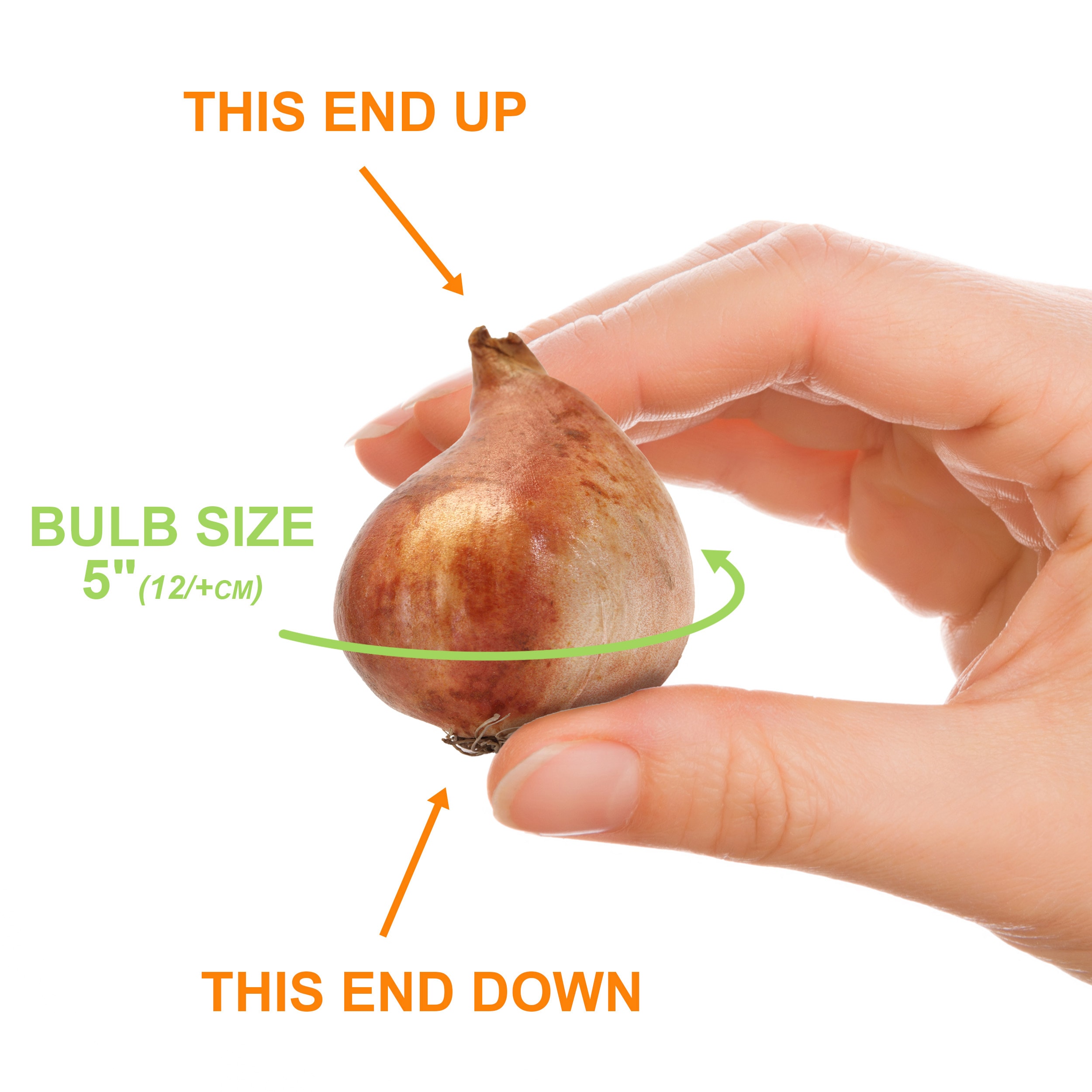 Garden State Bulb ECF-37-100-04 Plant-Bulbs - View #4
