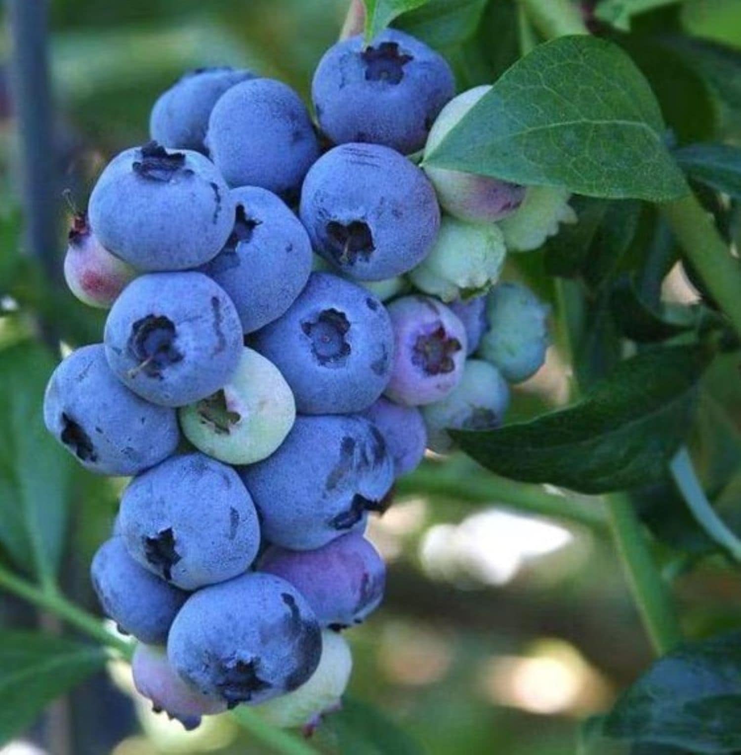  O893701 Fruit-Plants - View #2