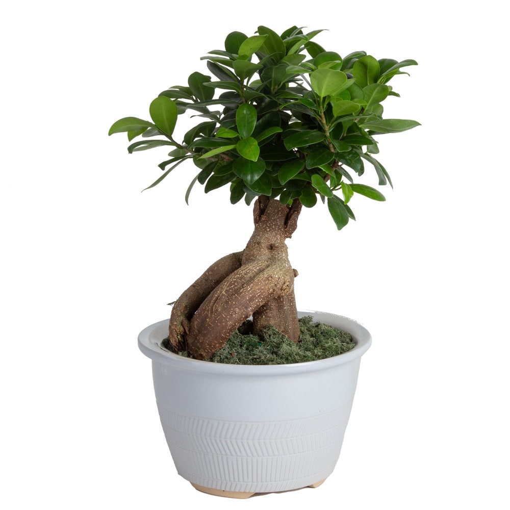 Bonsai department House Planter Costa Farms Ginseng Plant in in the Ficus at Plants House 5-in