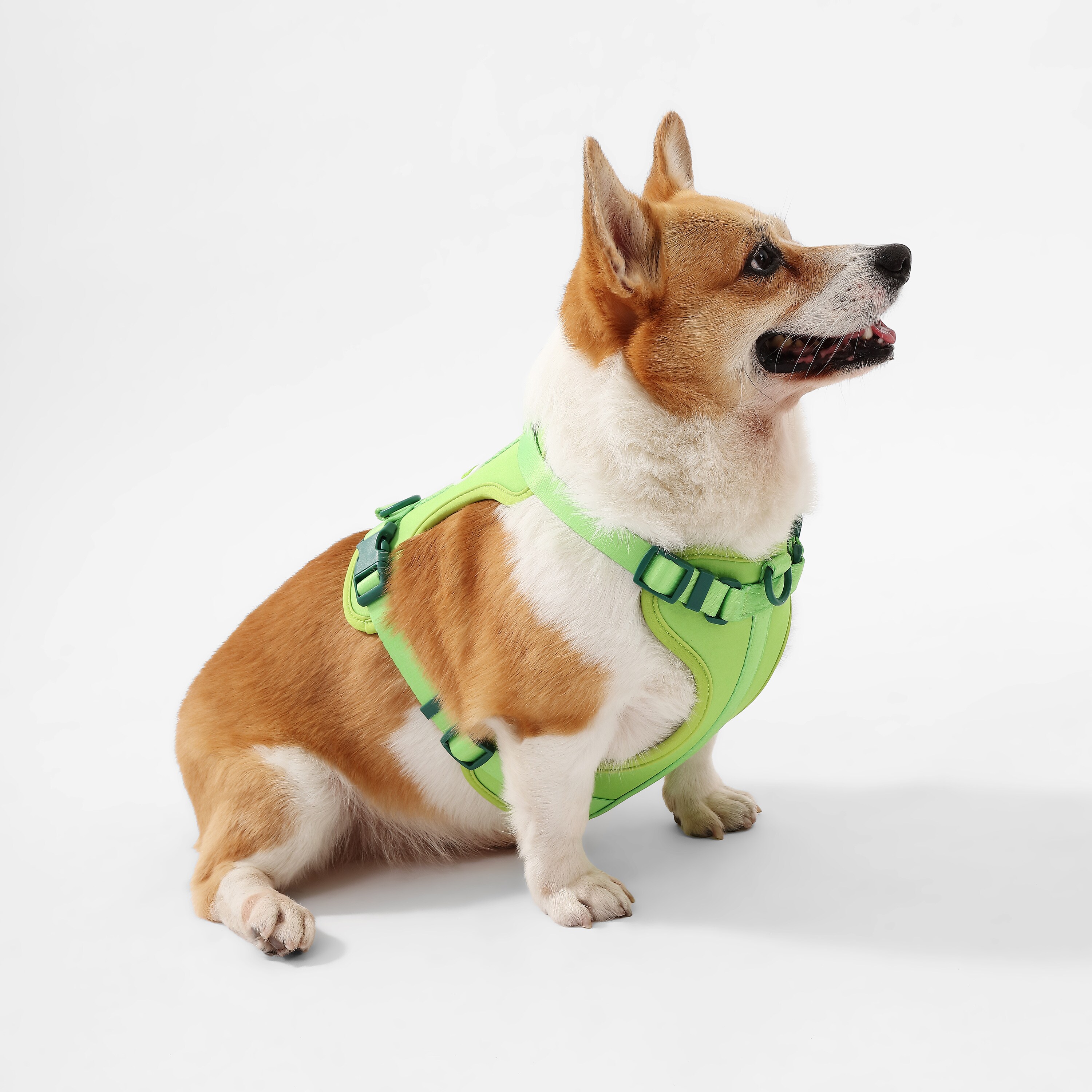 The Licker Store HNS1002B Dog-Collars-Harnesses - Thumbnail View #3