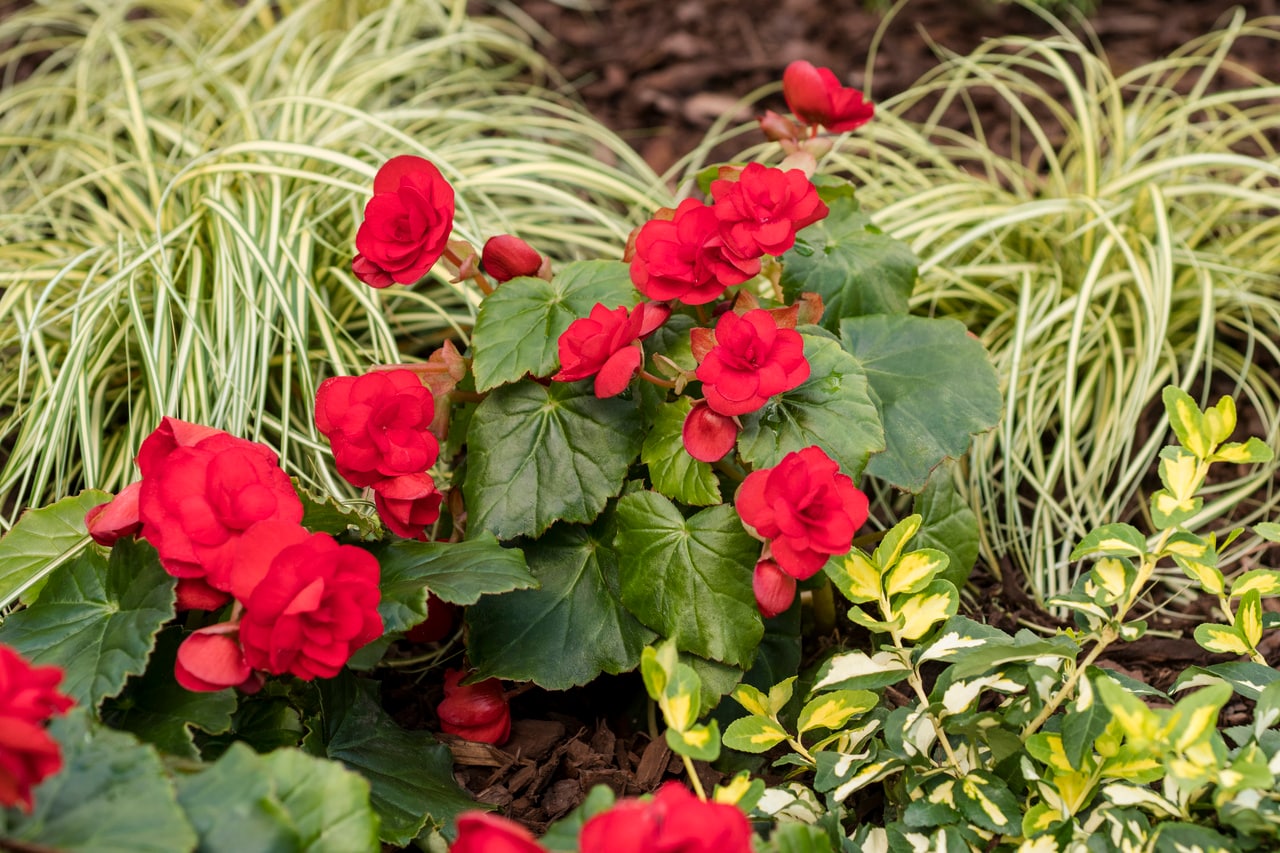 Monrovia 5011 annuals - View #3