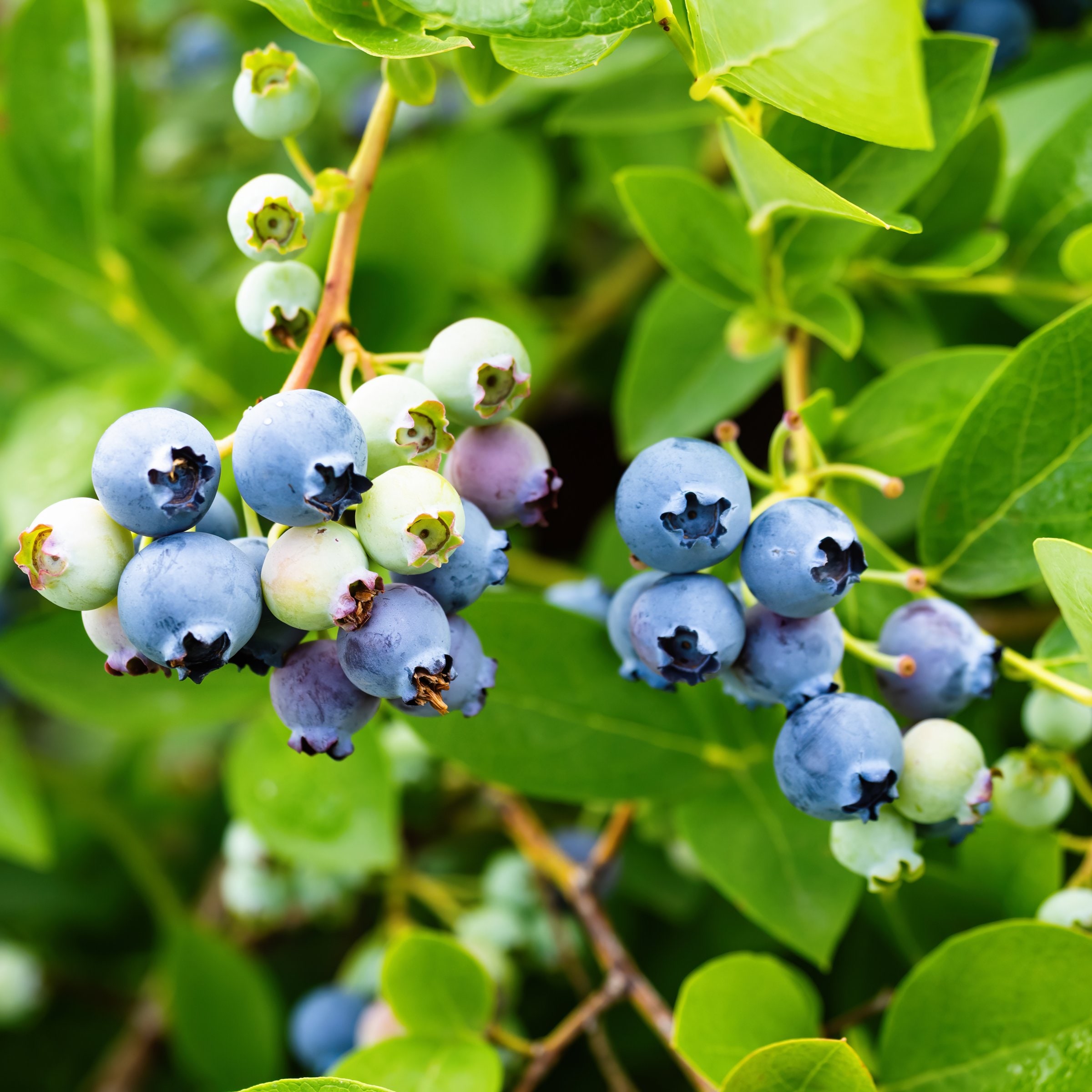 National Plant Network LW1887 Sharpblue Foundation/Hedge Shrub in 1 -Gallon Pot 1 -Pack with White Blooms