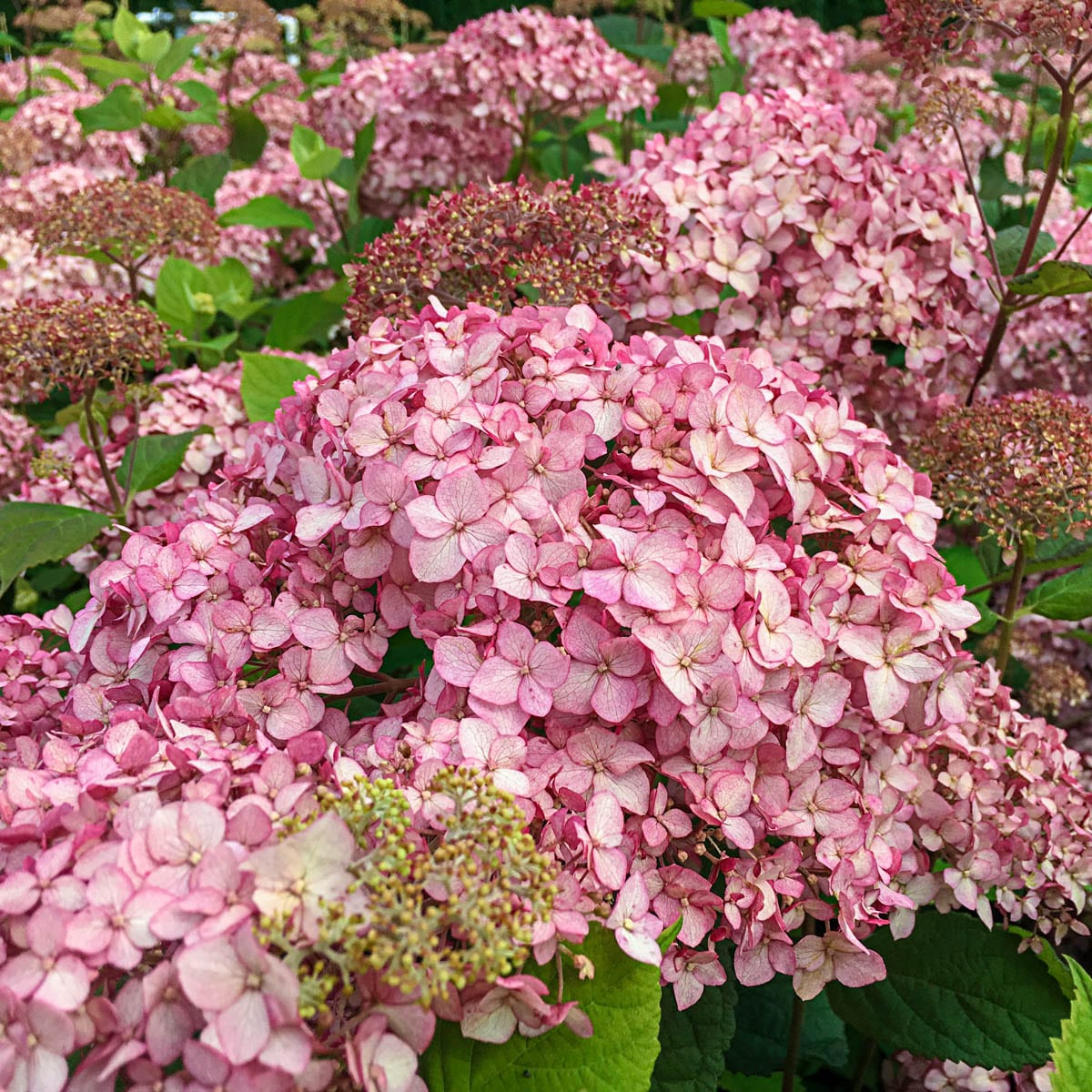 Gurney's Seed and Nursery 84381 shrubs - View #3