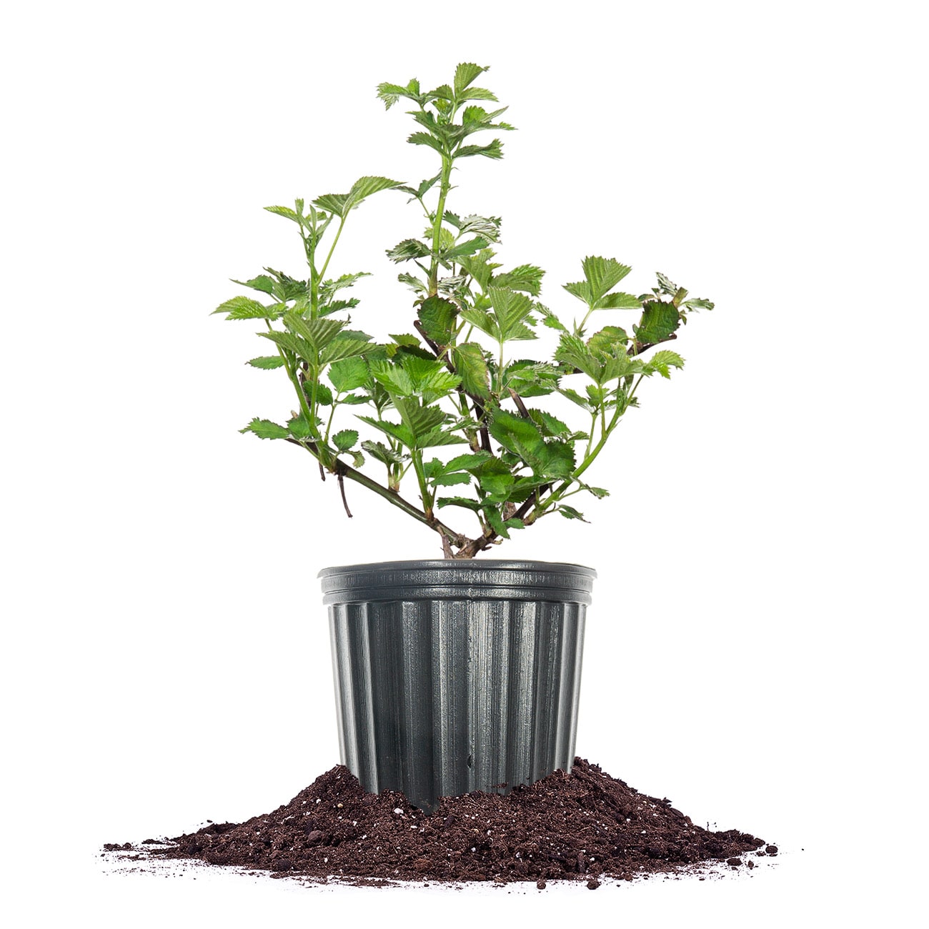 White Natchez Blackberry Trailing Shrub in 1-Gallon Pot - Thornless Canes, Zone 5 Hardy | - Perfect Plants LONATCHEZBLACKBERY1G