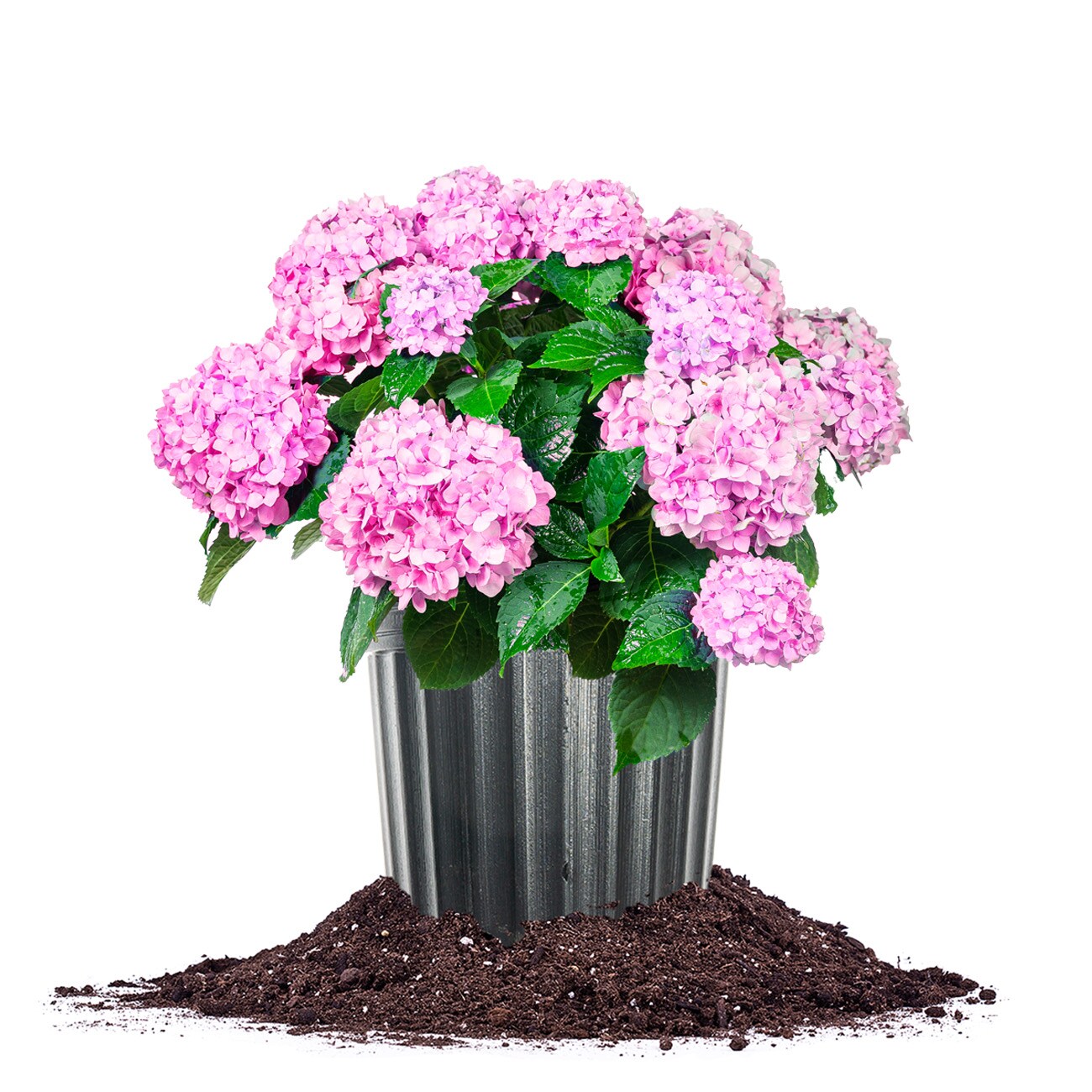 Perfect Plants LOENDLESSSUMMER3G Blue The Original Reblooming Hydrangea Flowering Shrub in 3 -Gallon Pot 1 -Pack