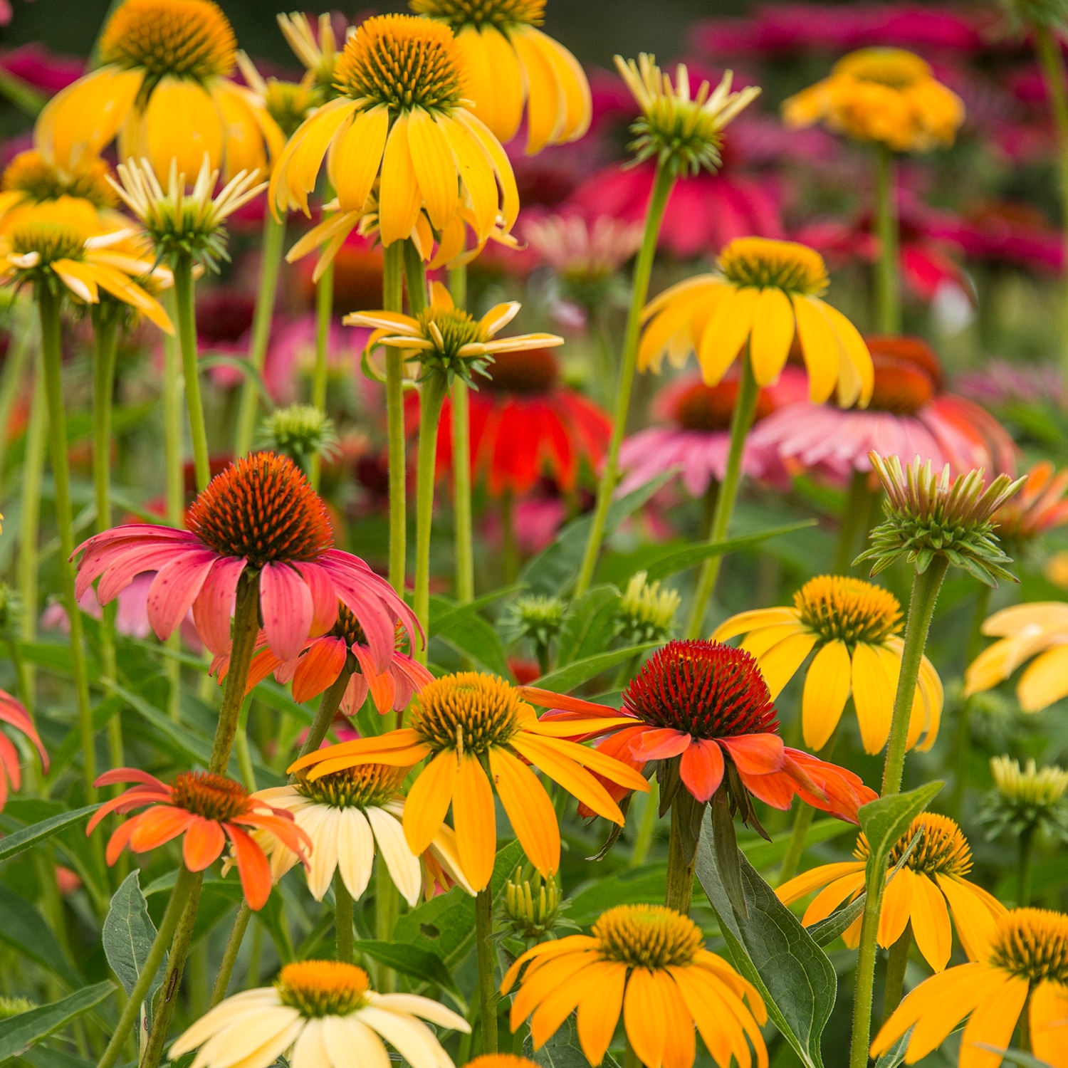 Spring Hill Nurseries 88697 perennials - View #2