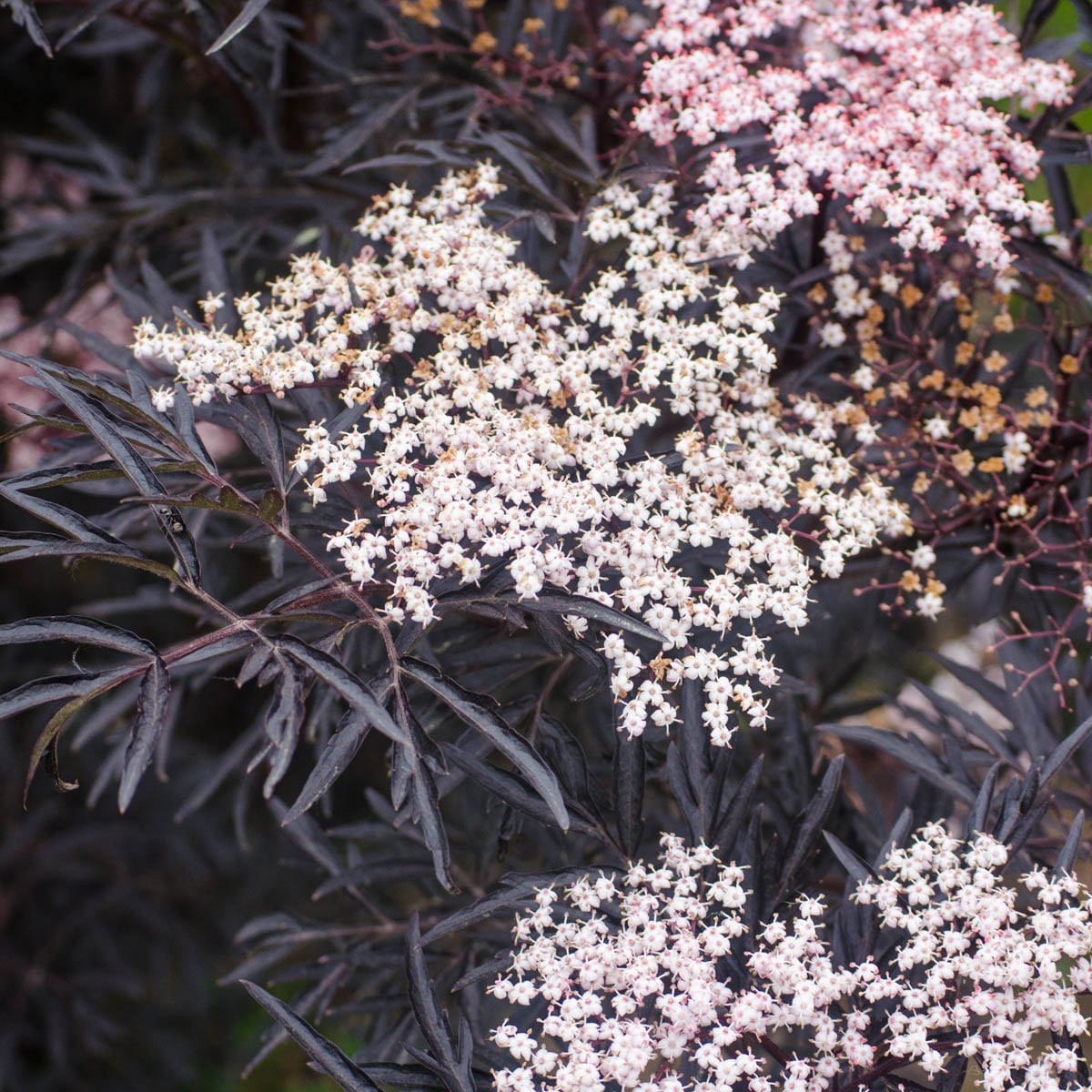Spring Hill Nurseries 92376 Pink Black Tower Upright Elderberry Flowering Shrub in 2.25-Gallon (s) Pot