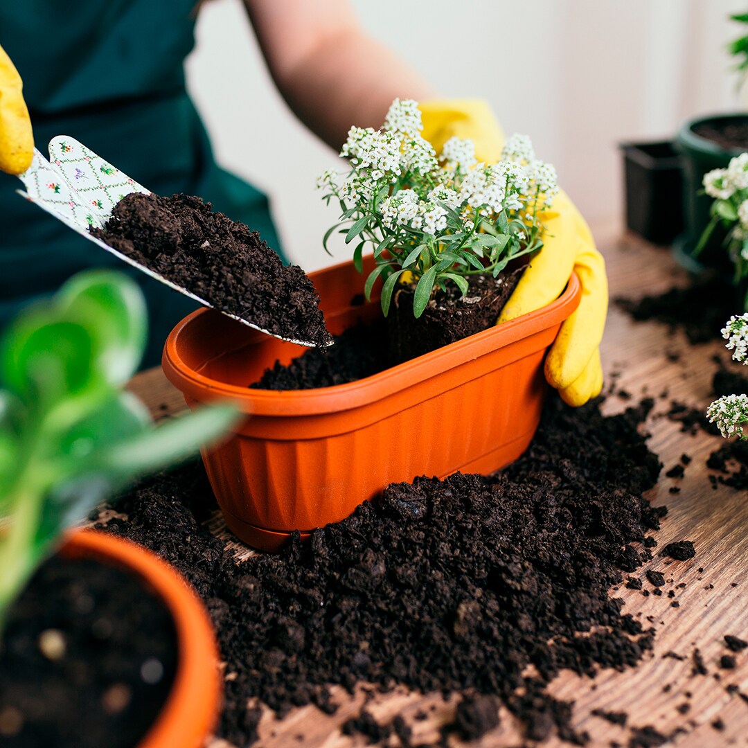 Back To The Roots All-purpose Organic Potting Soil Mix In The Soil 