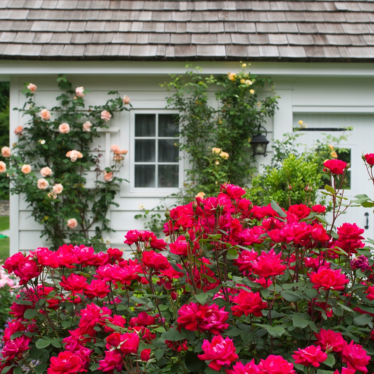 Van Zyverden 84640 roses - View #4