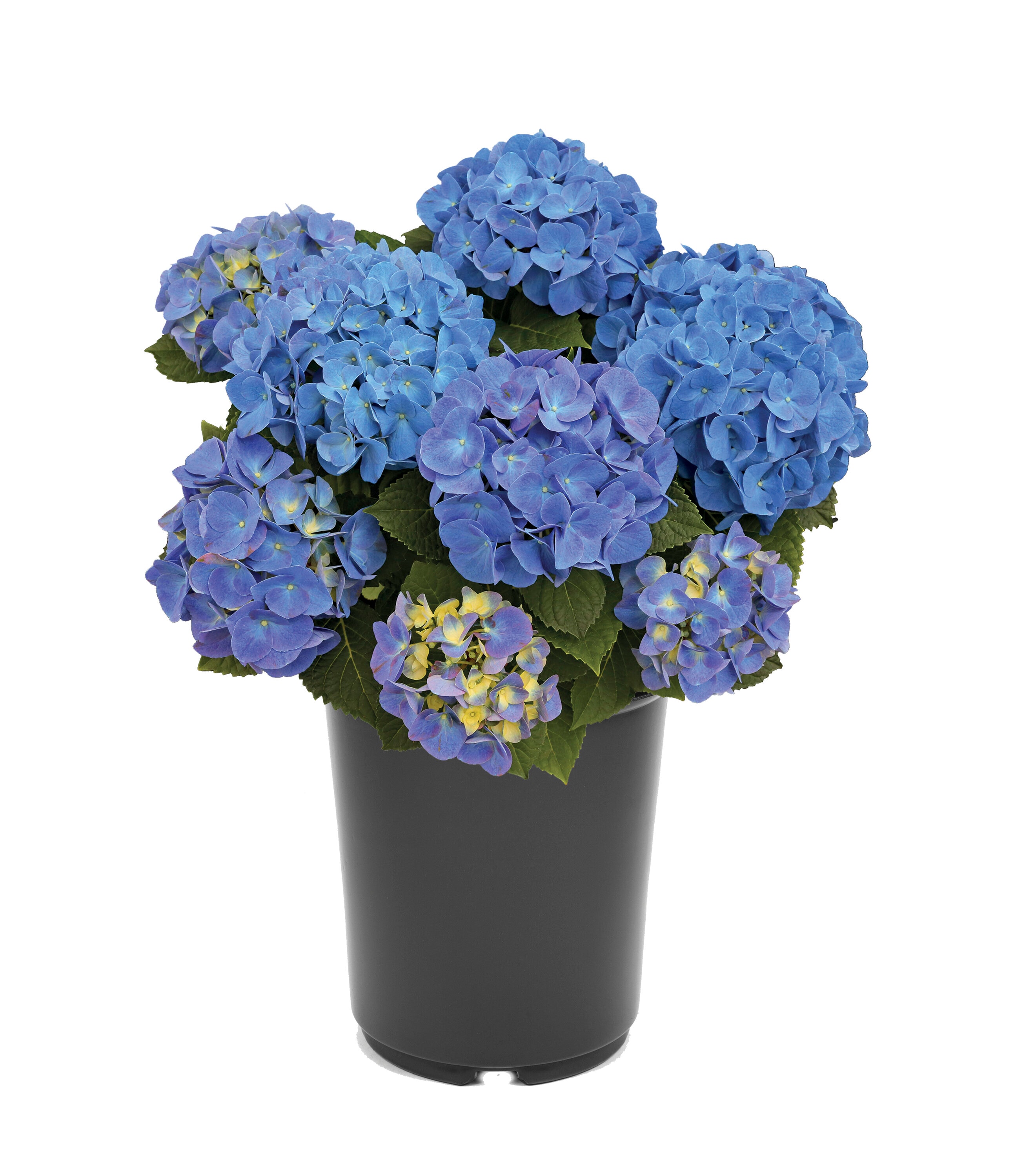  3061 Hydrangea macrophylla 'Jip Blue' Flowering Shrub in 2.5 -Quart Pot 1 -Pack with Blue Blooms