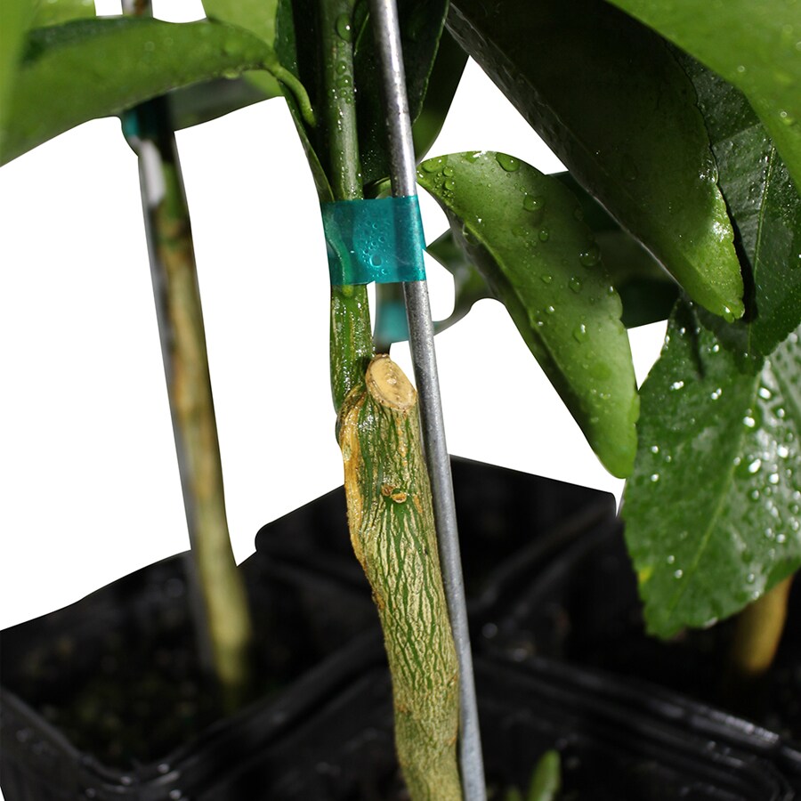GrowScripts GSC-TNG-4CPT Fruit-Plants - View #5