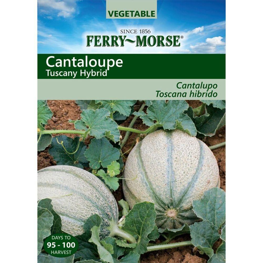 Ferry-Morse 472247.249.464068 1.25-Gram Cantaloupe Tuscany Hybrid (L0000)