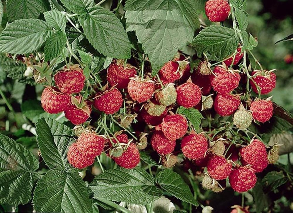 Monrovia 070041 Rubus Heritage Raspberry Flowering Shrub in 2.60 -Quart Pot with White Blooms