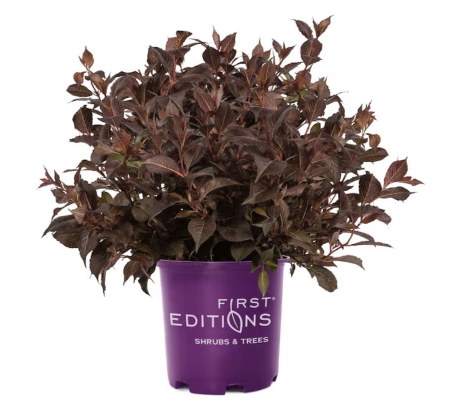 First Editions O91222F Shining Sensation Weigela Flowering Shrub in 2 -Gallon Pot 1 -Pack with Pink Blooms