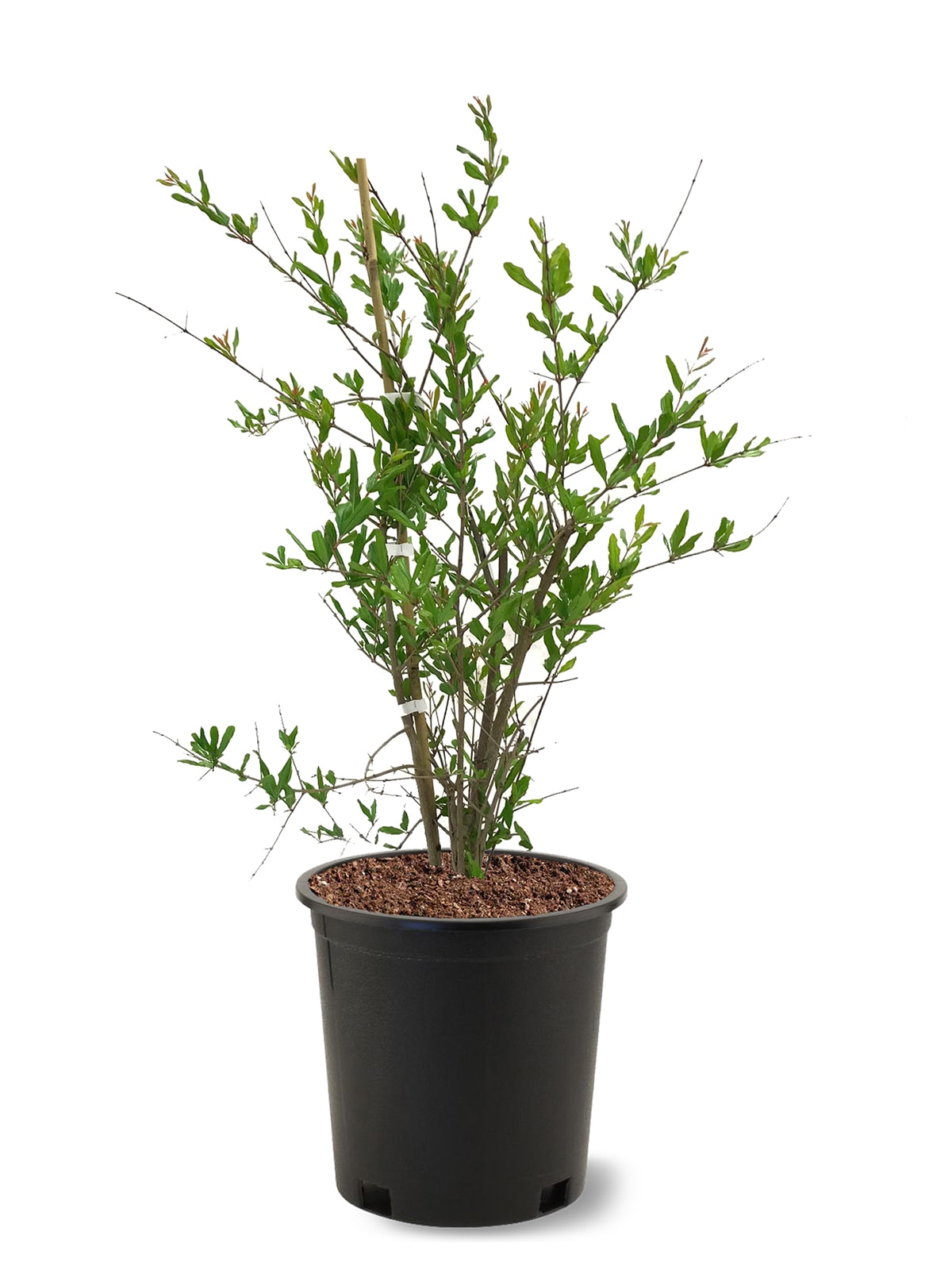 Southern Planters POMWON05G 1 -Pack Pomegranate Plant in Pot Summer
