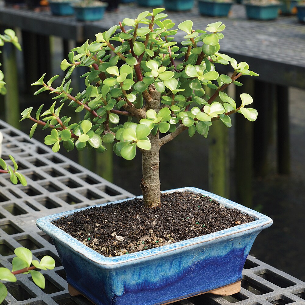Brussel's Bonsai DT6009DJ trees - View #4