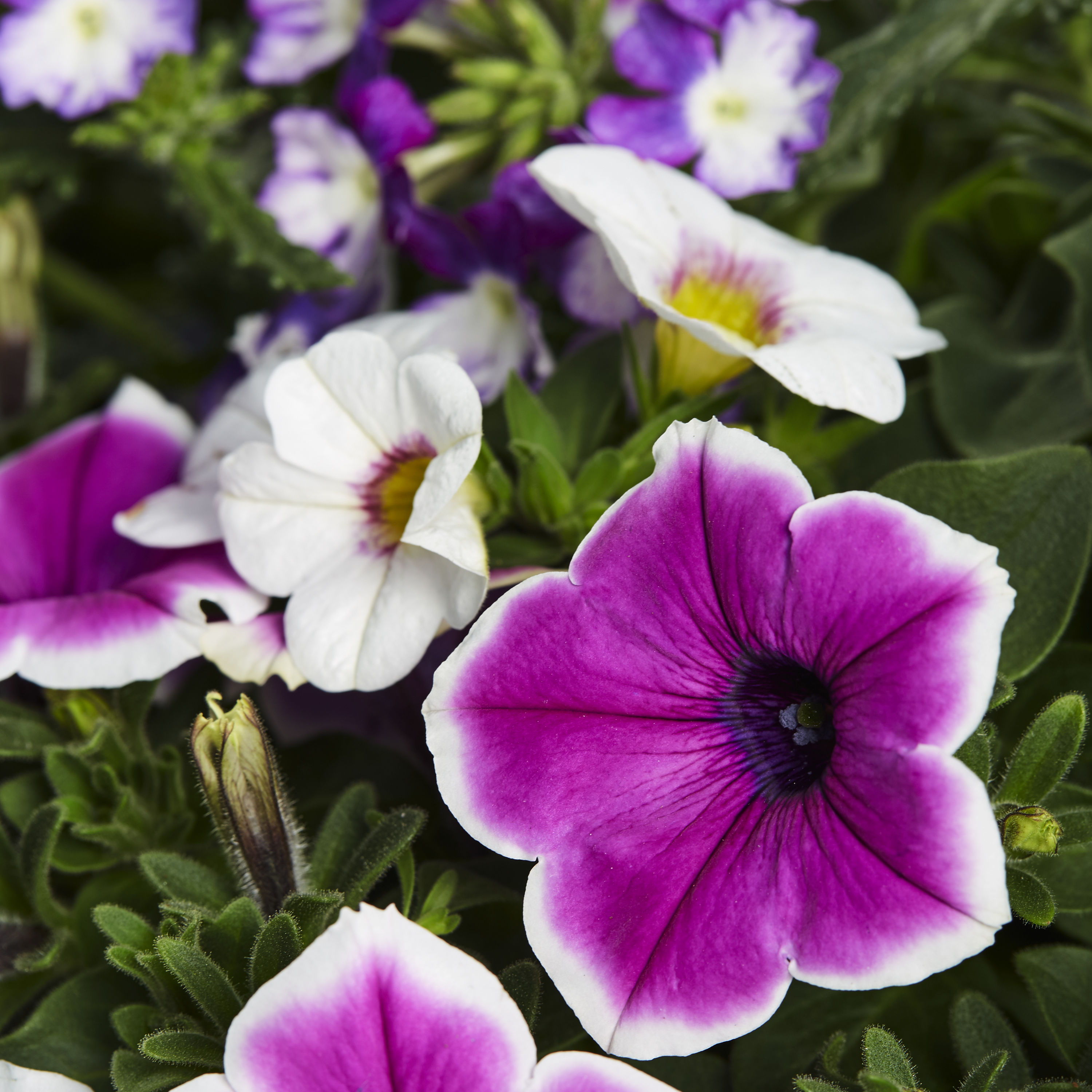 Lowe's NURSERY annuals - View #2