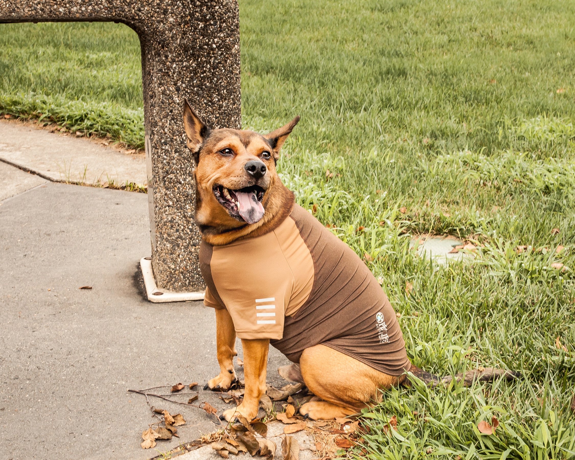 Pittsburgh Steelers Pet Performance Tee - XL