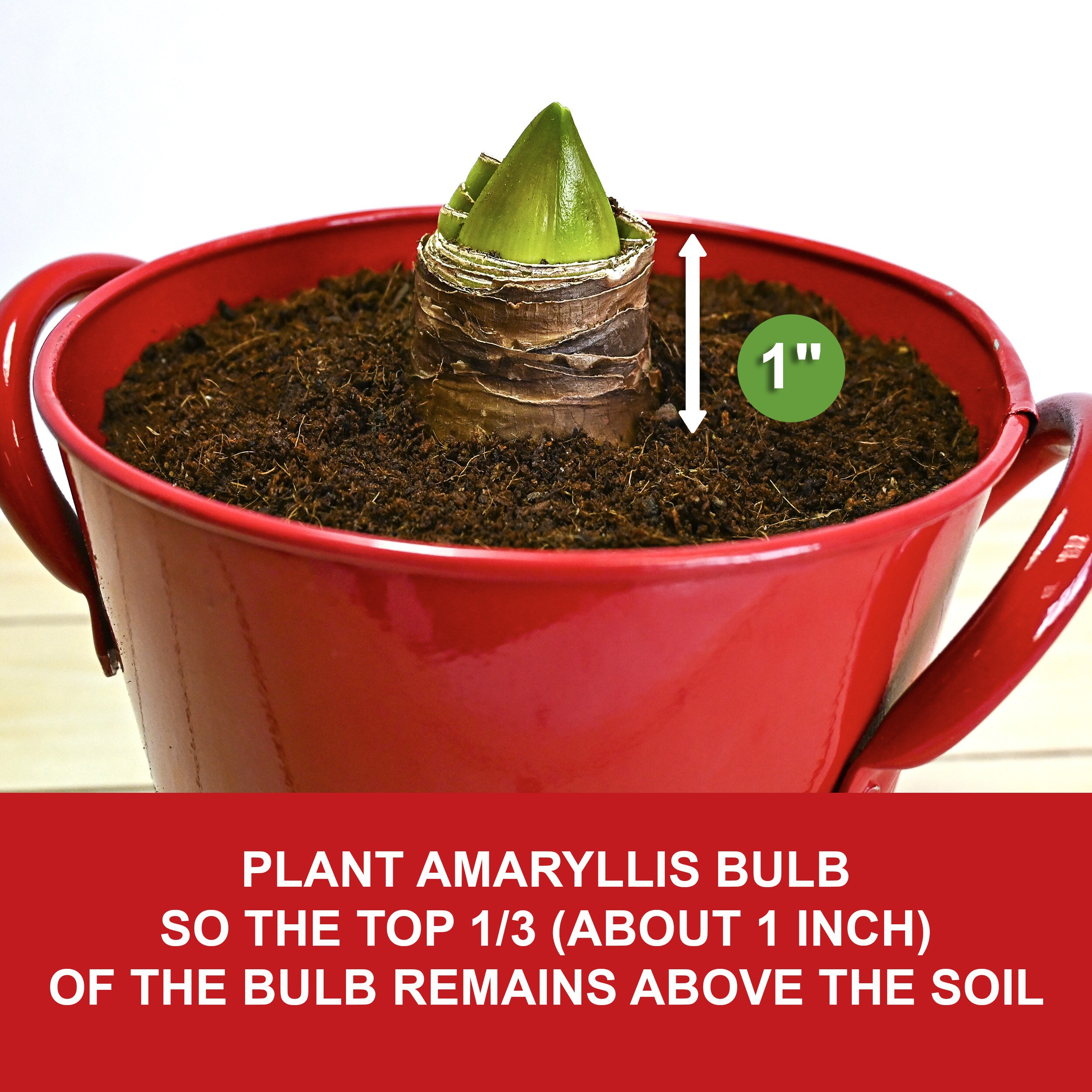 Garden State Bulb ECH-22-01-01 Plant-Bulbs - View #4