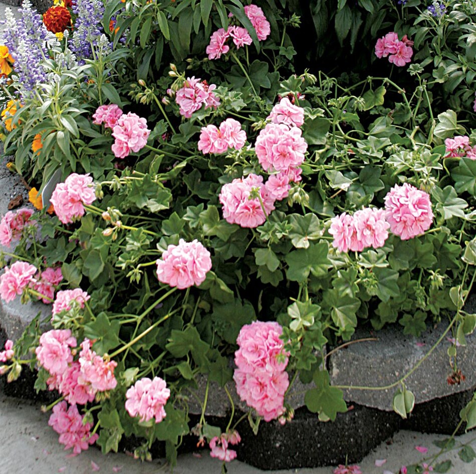 Lowe's 560004 annuals - View #5