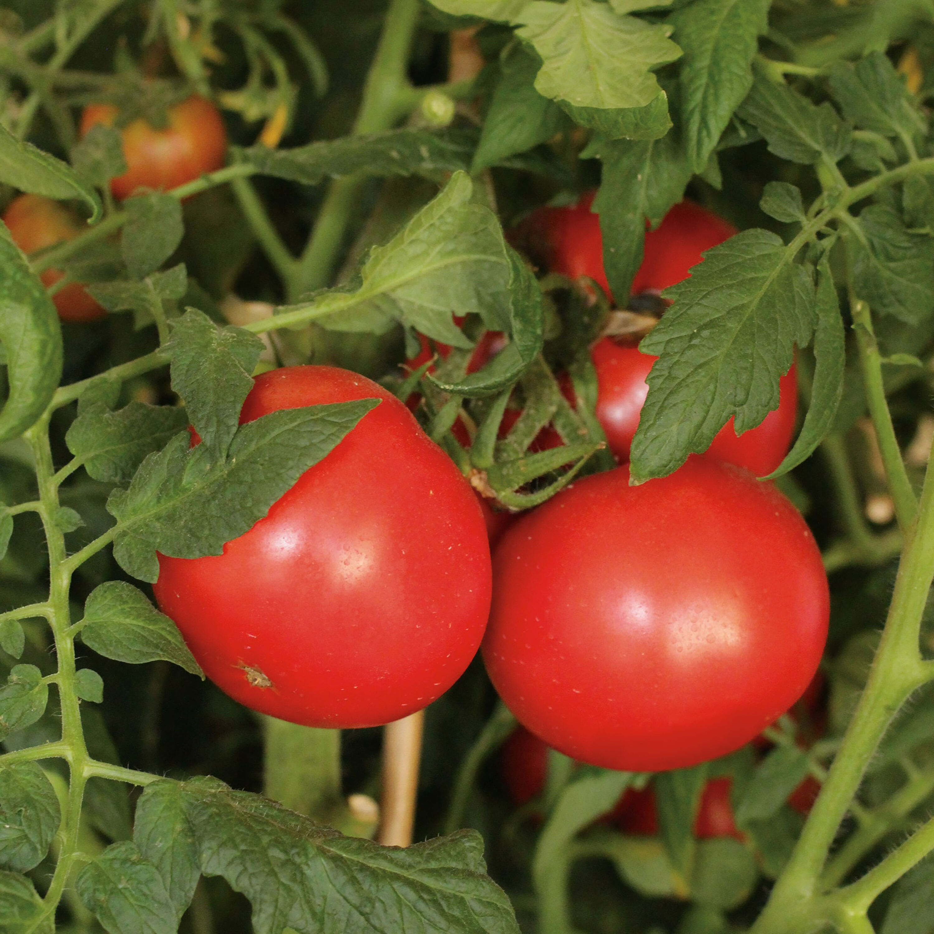 18+ Tomato Plants At Lowes