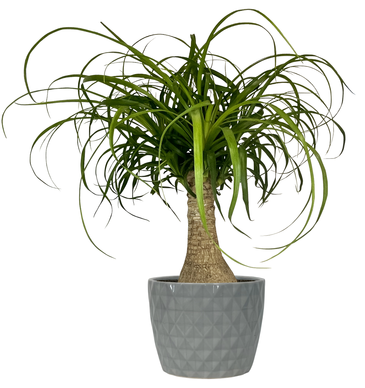 Ponytail Palm House Plant in 1.41-Quart Planter in the House Plants ...