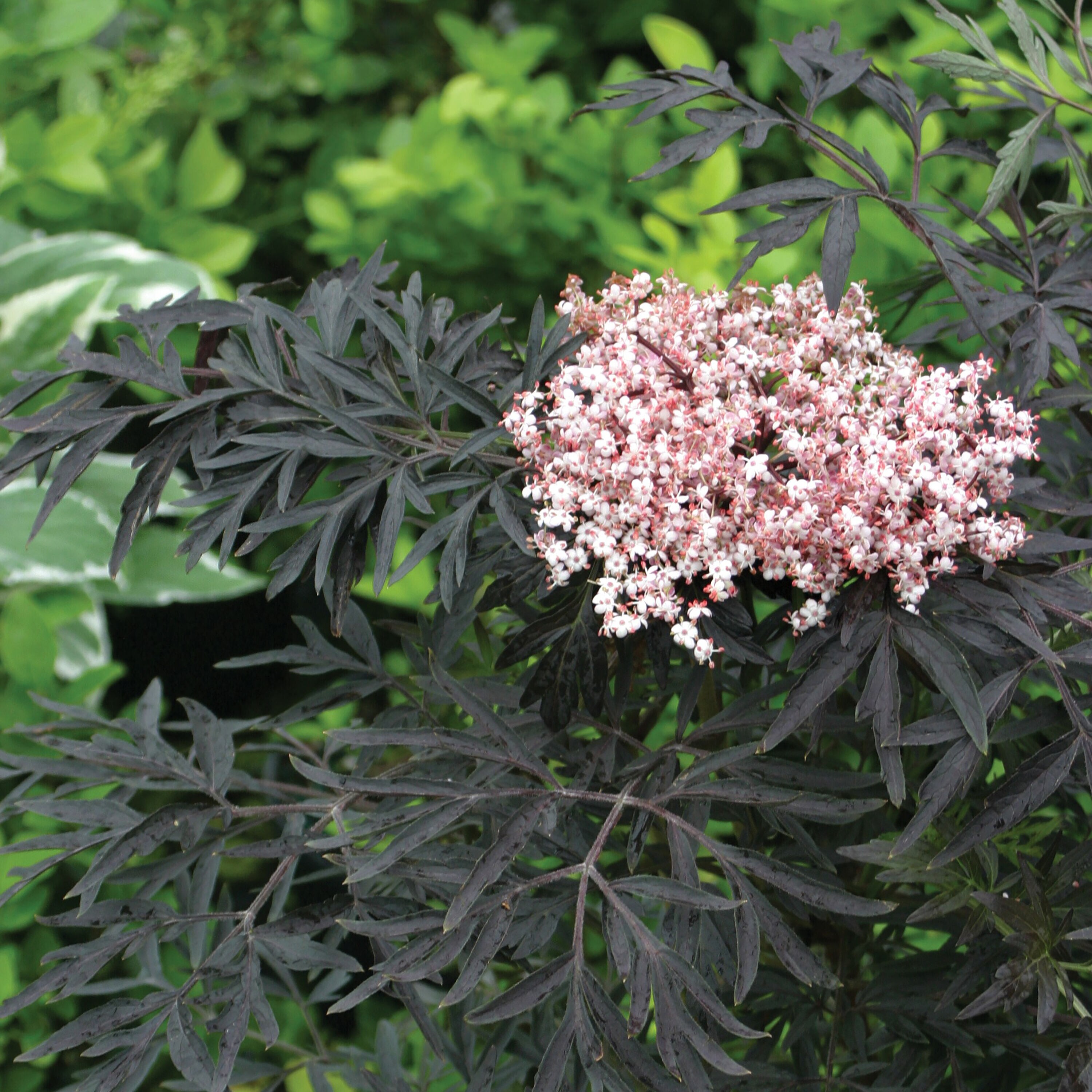 Proven Winners SAMPRC1027800 shrubs - View #9