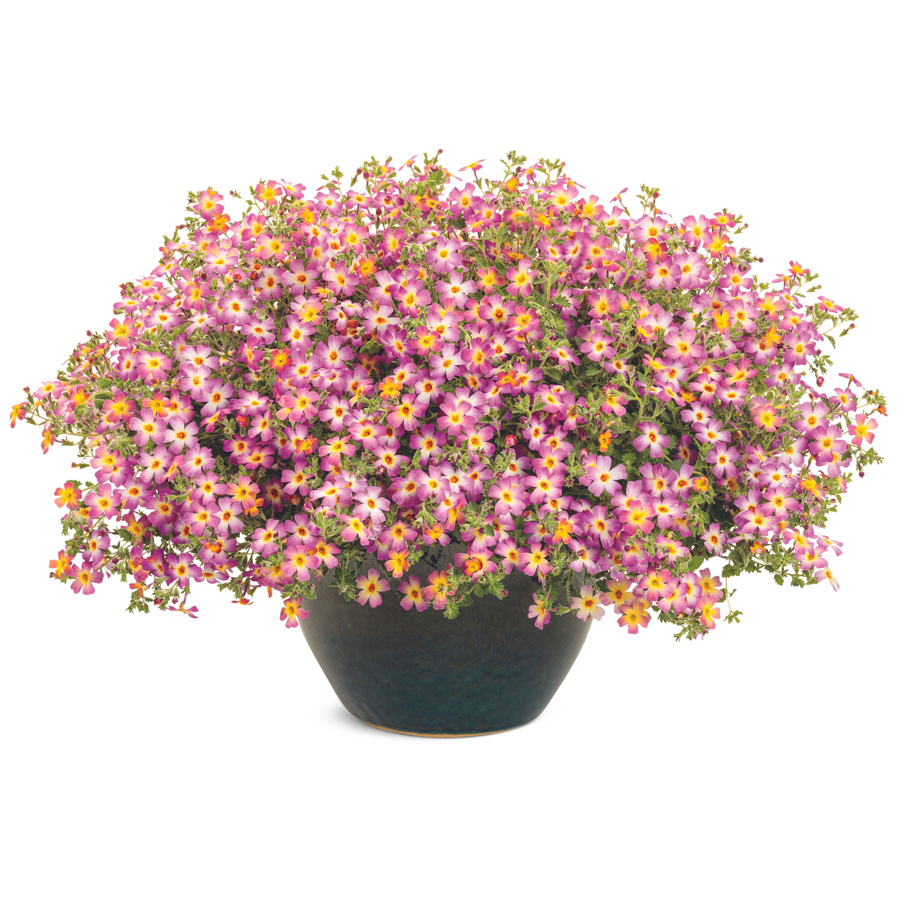 Proven Winners JAMPRW1017504 annuals - View #6