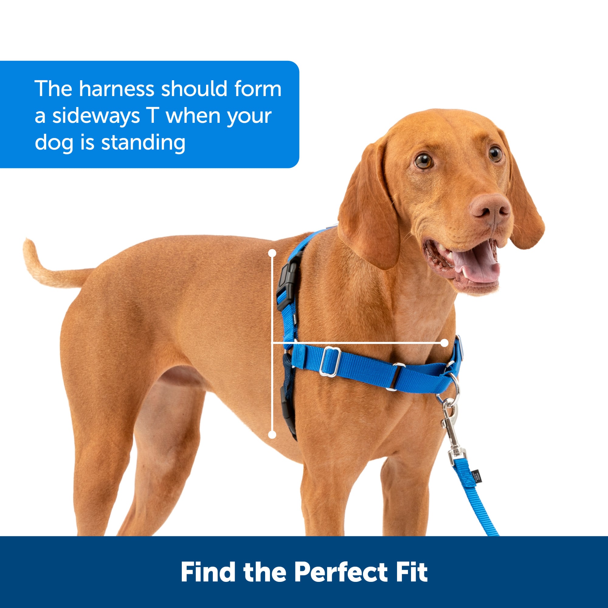PetSafe EWH-HC-S-RYL Dog-Collars-Harnesses - View #5