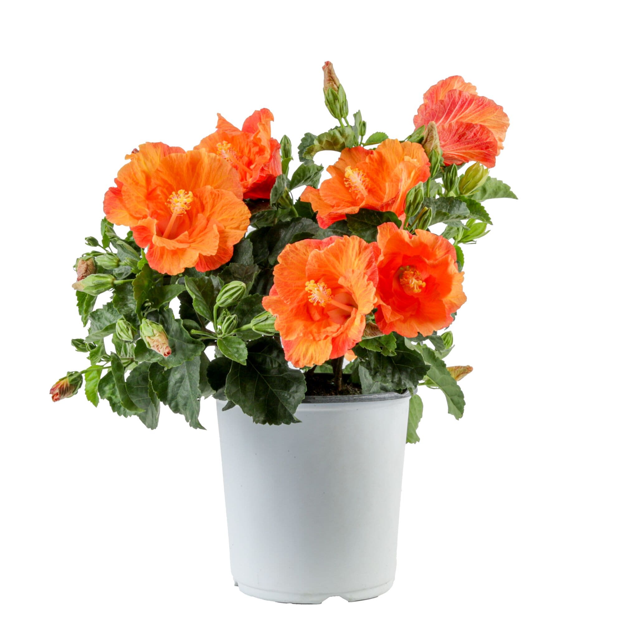 Costa Farms CO.3QTHIB.1.YLW.GP Hibiscus Flowering Shrub in 1 -Gallon Pot 1.0 -Pack