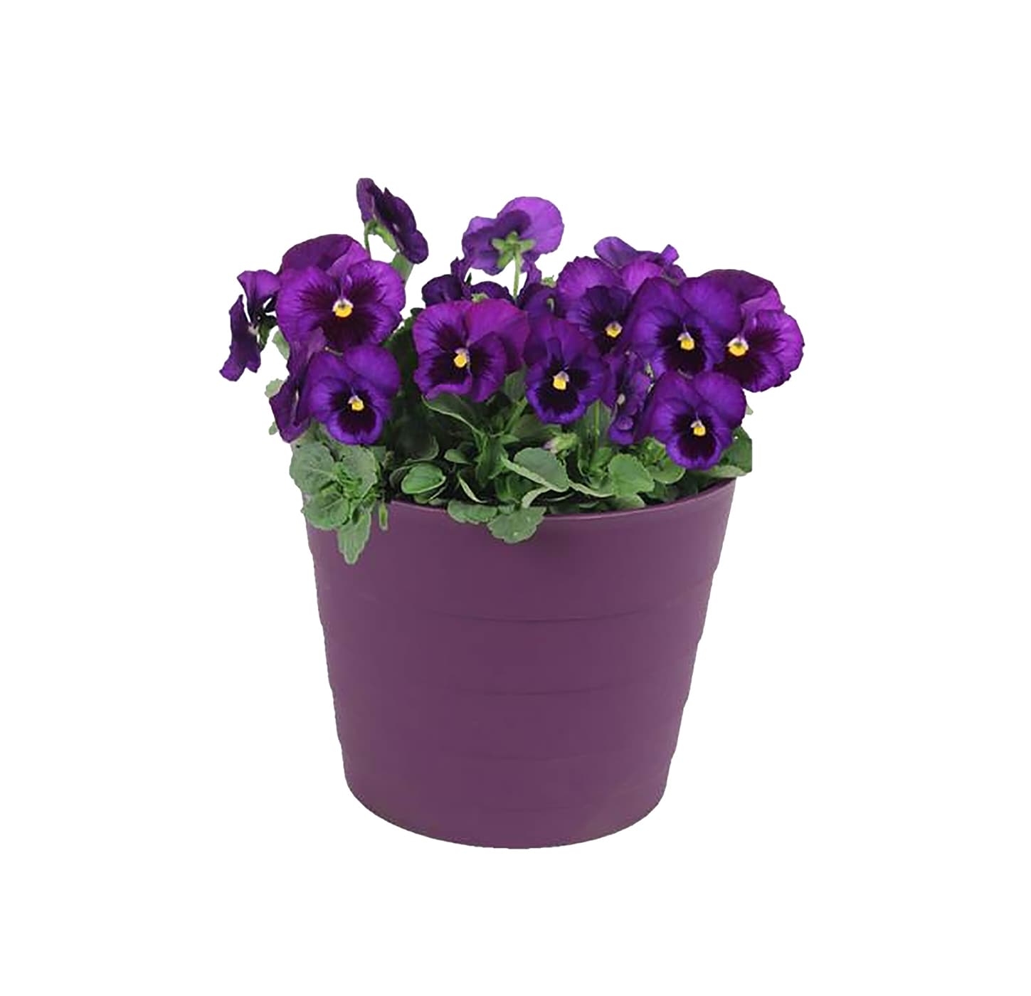 Lowe's Multicolor Pansy in 2.5-Quart Pot in the Annuals department