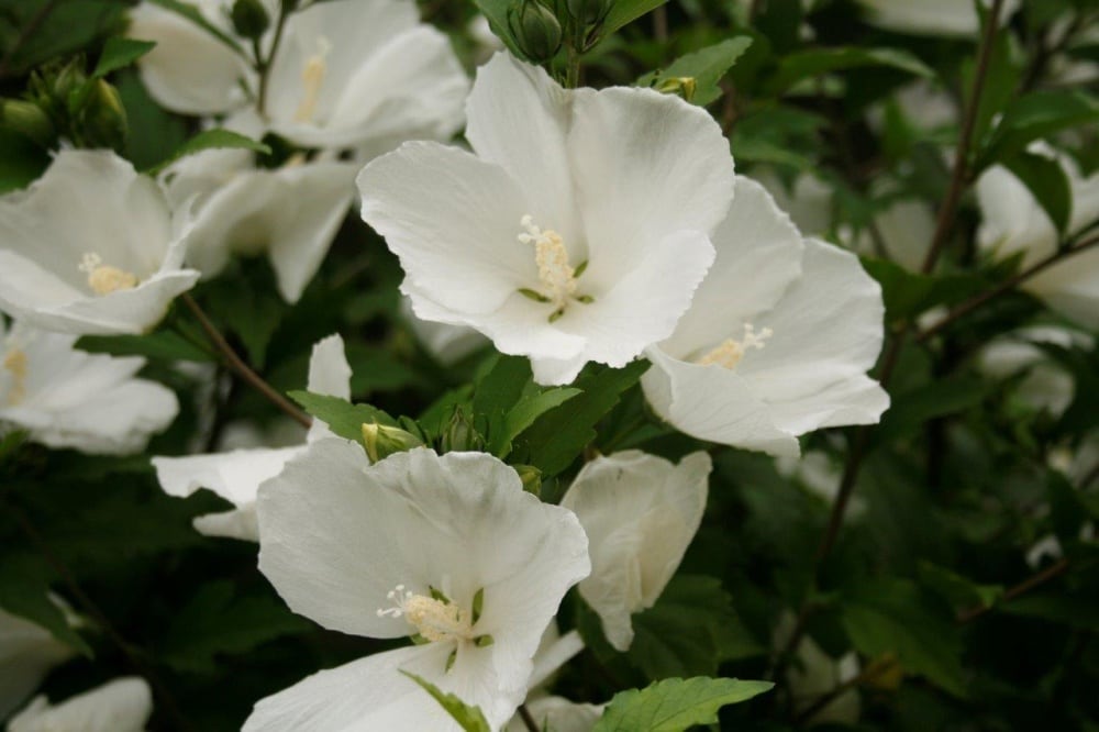 Gurney's Seed and Nursery 88979 shrubs - View #3