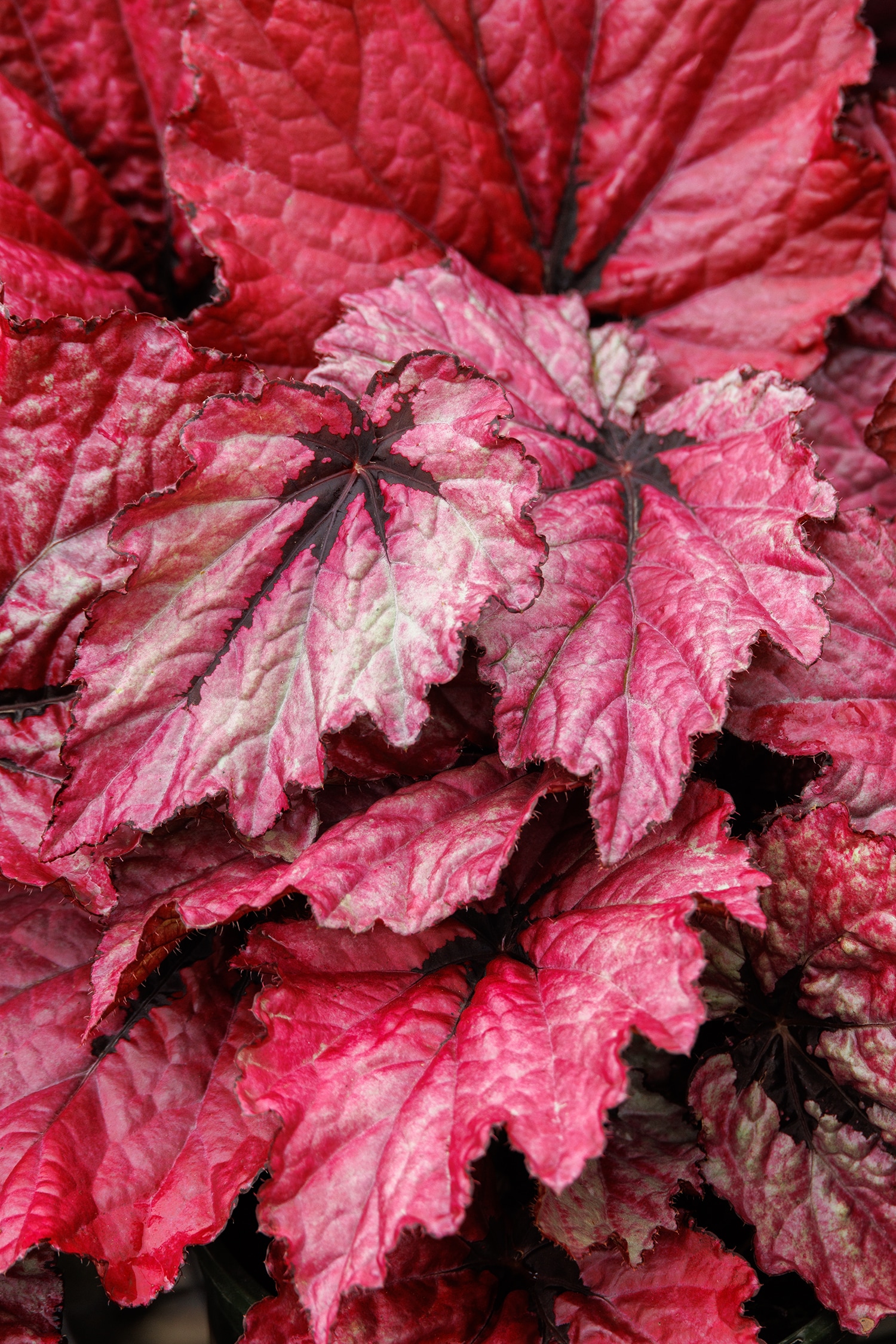 Monrovia 44314000100000 annuals - View #2