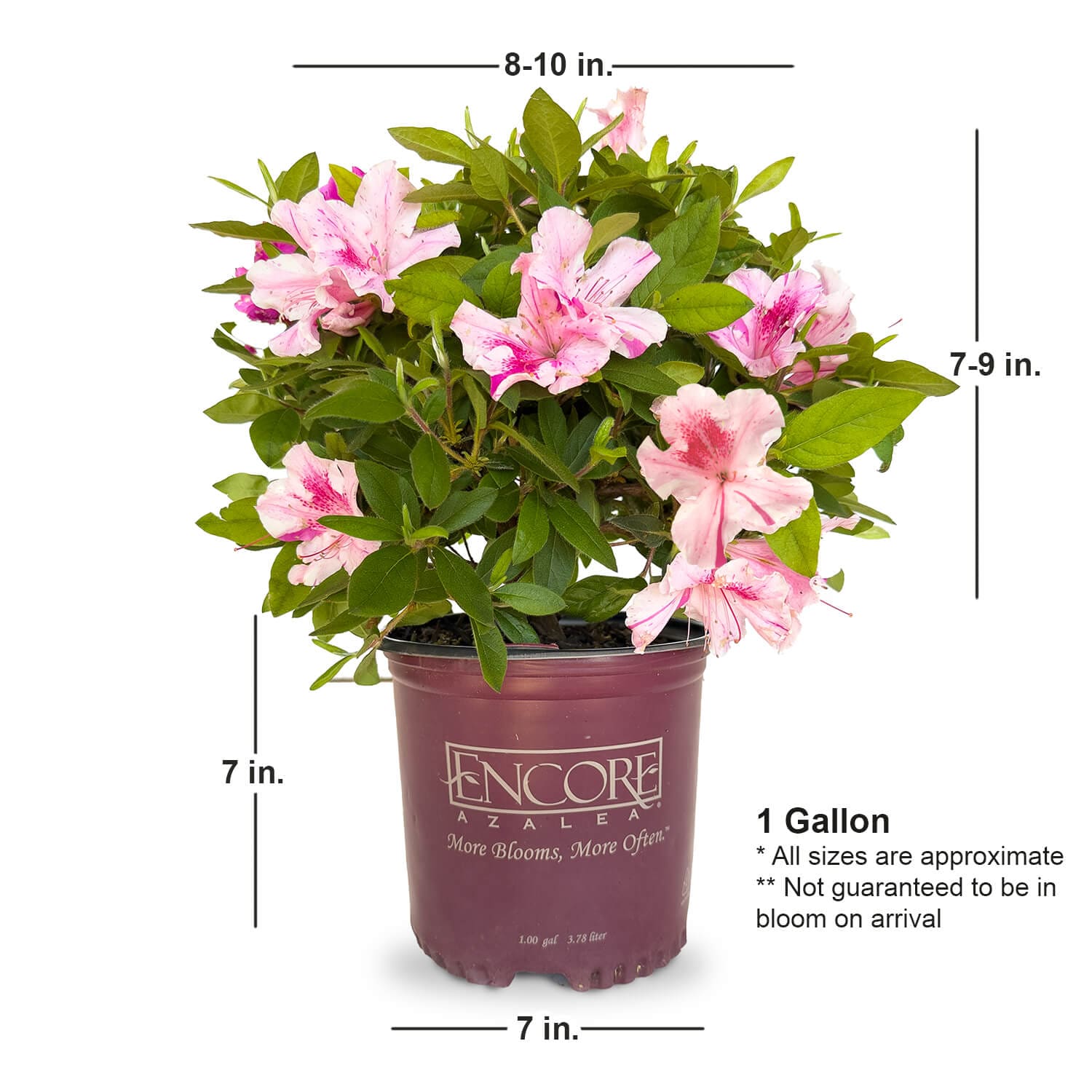 Encore Azalea 80561-2 shrubs - View #5
