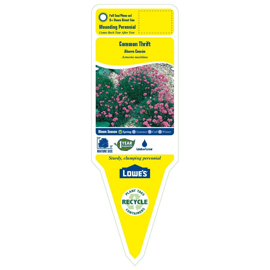 Lowe's NURSERY perennials - View #2