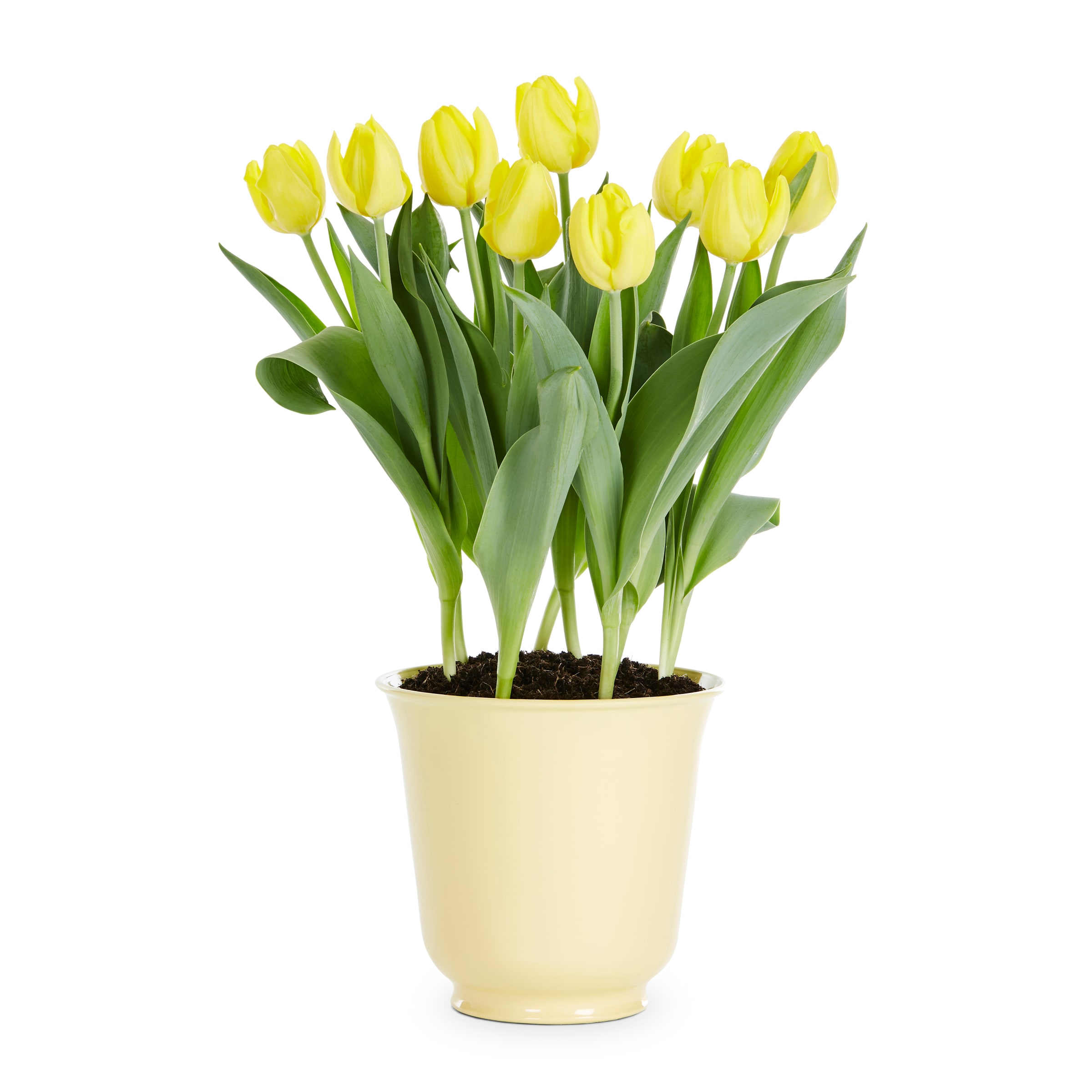 Lowe's Multicolor Tulip in 3-Quart Planter in the Annuals department at ...