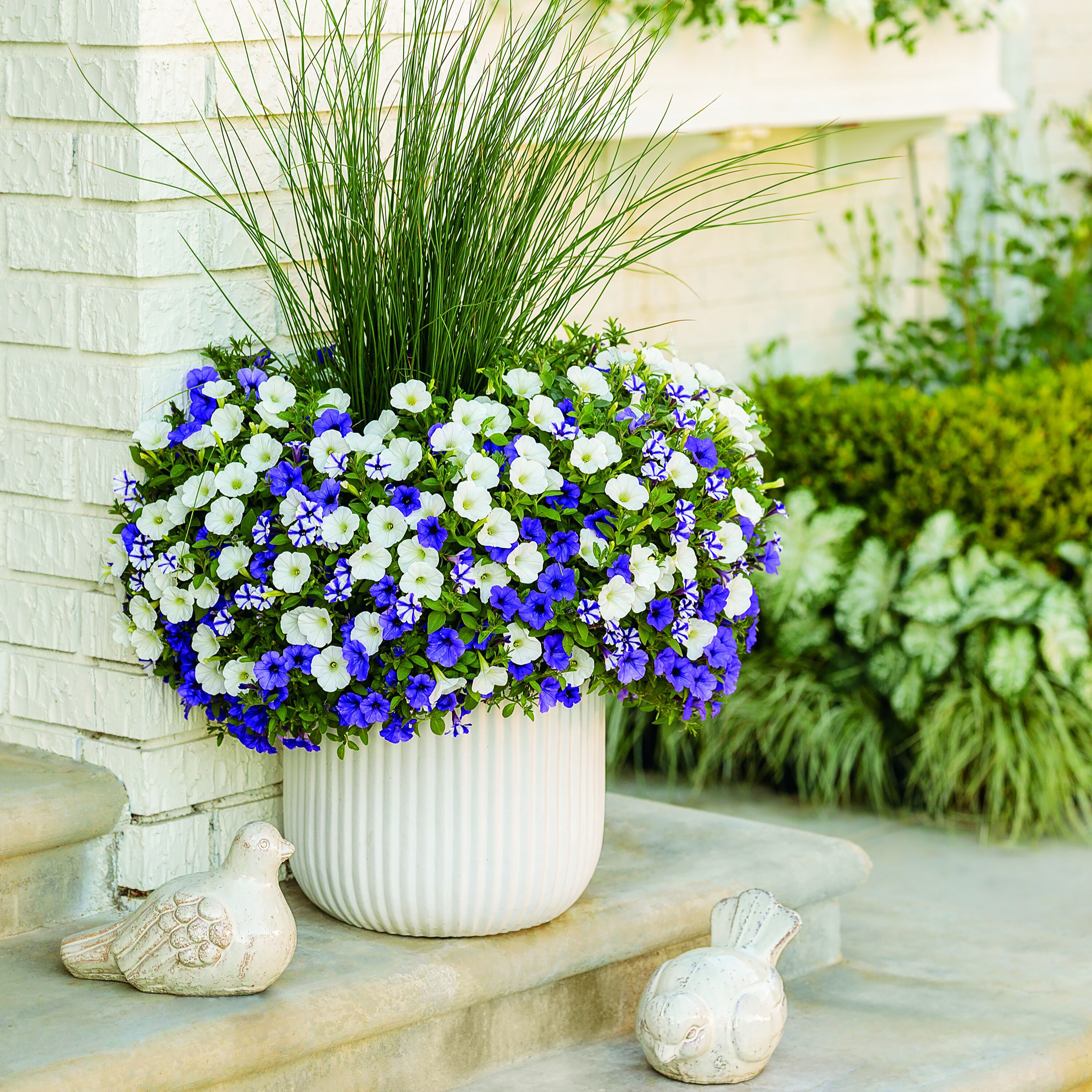 Proven Winners SUPPRW6177504 annuals - View #5