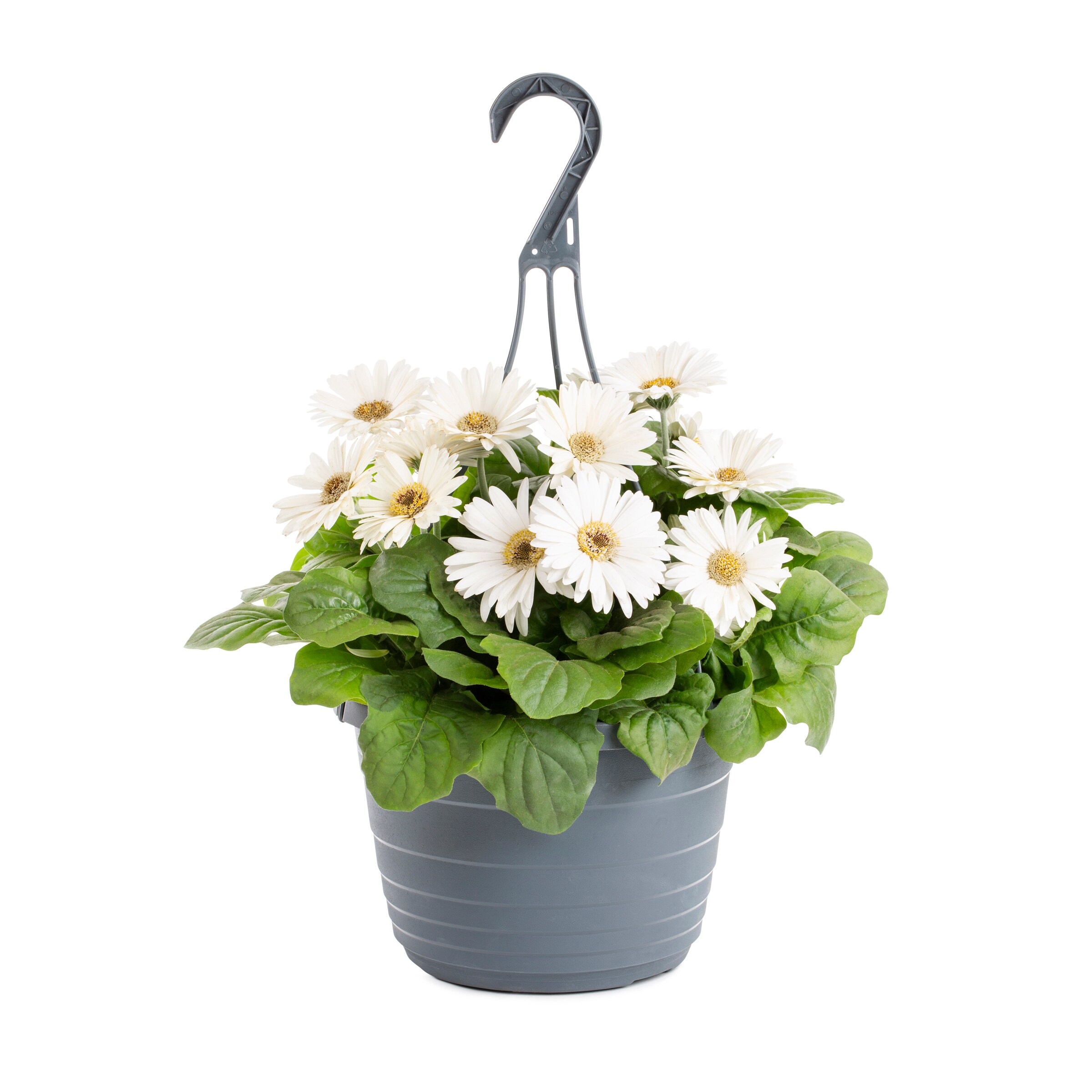 Lowe's 211416 annuals - View #5
