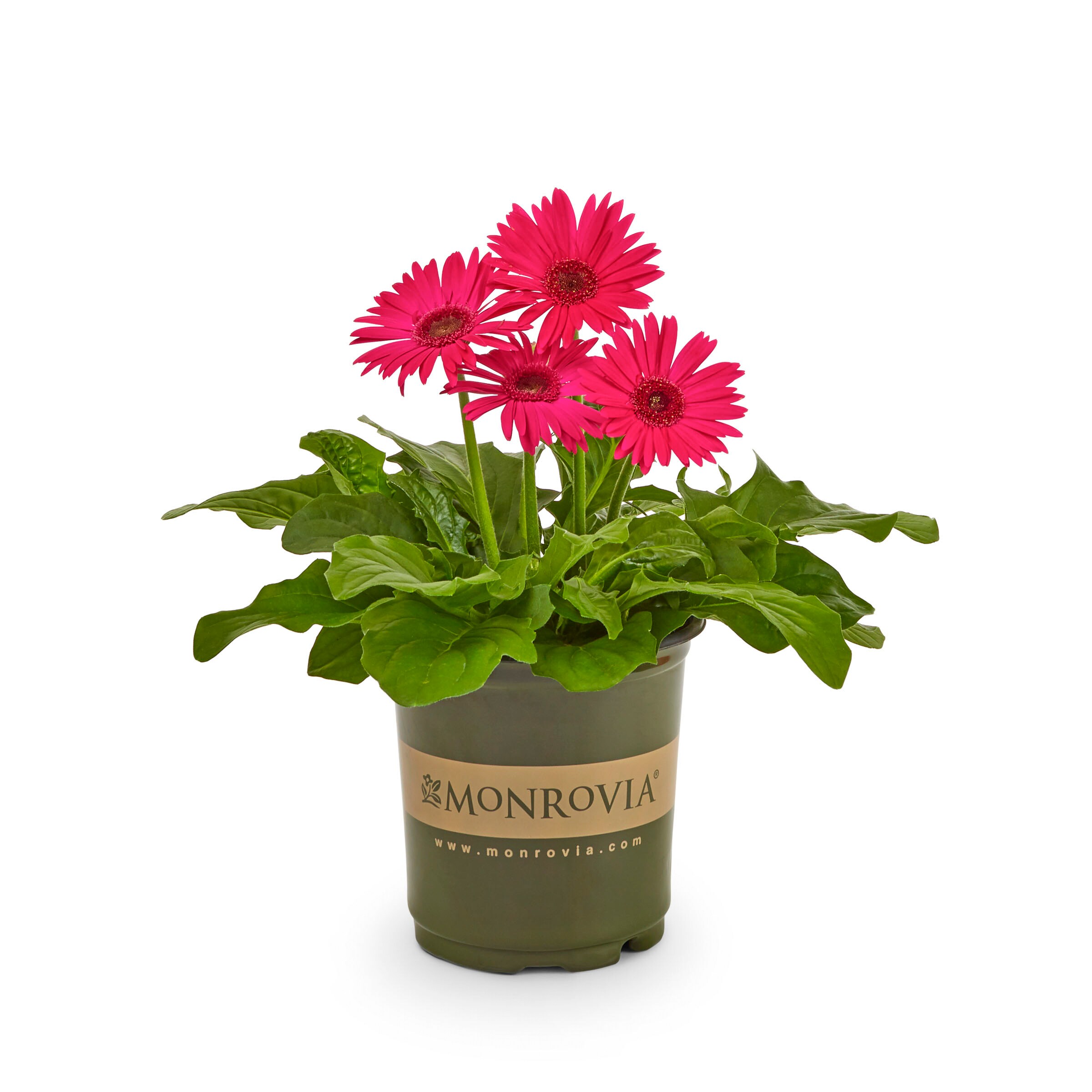 Monrovia Pink Gerbera Daisy in 2.5-Quart Pot 3-Pack in the Annuals ...