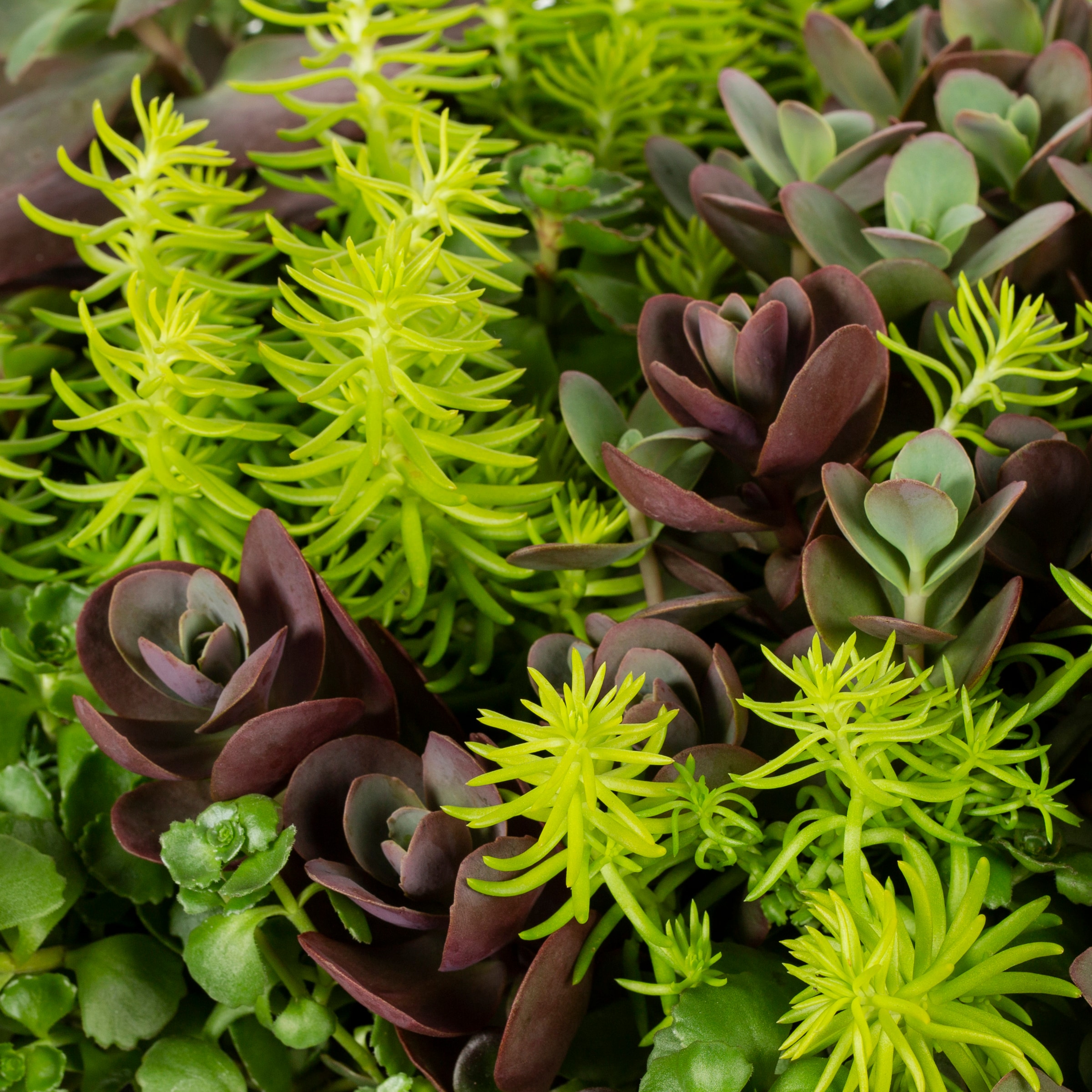 Ready Refill NURSERY annuals - View #2