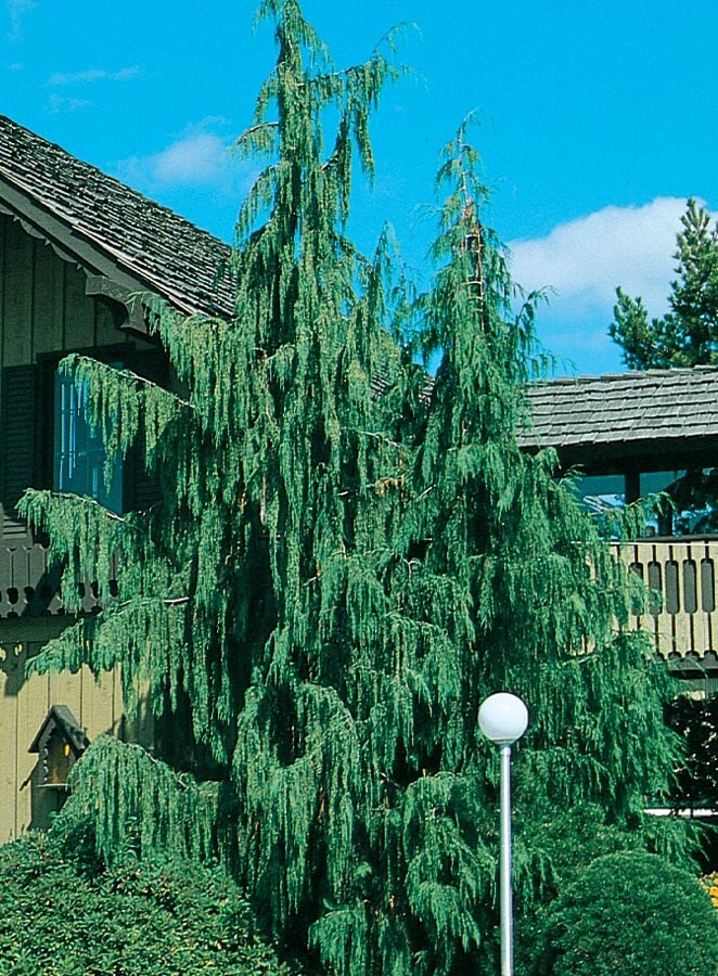  NURSERY 12.07-Gallon Insignificant Feature Tree Weeping Alaskan Cedar