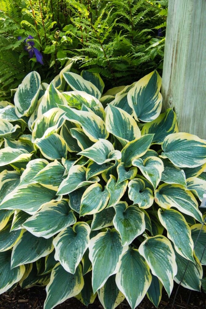 Spring Hill Nurseries 80571 perennials - View #3