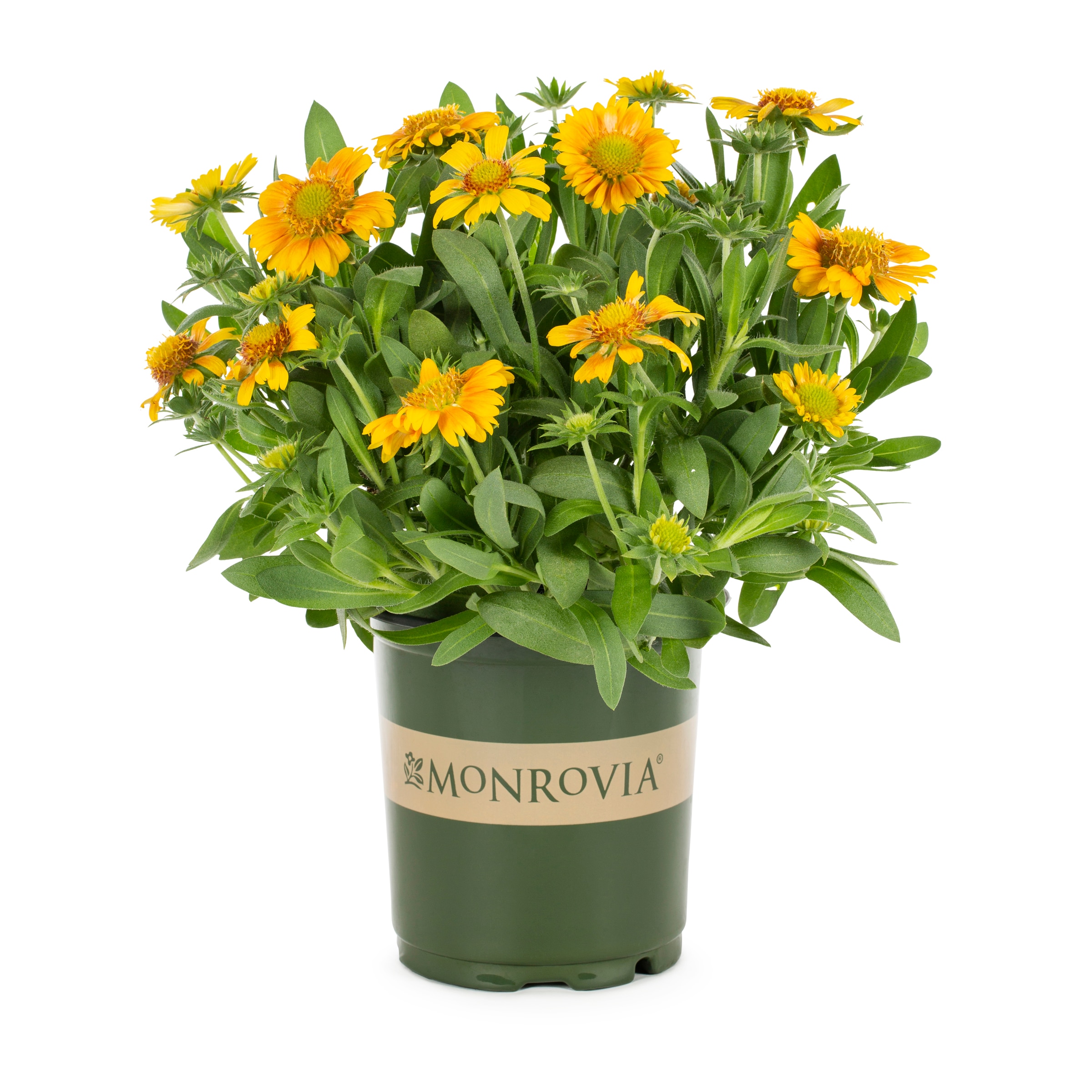 Arizona apricot best sale blanket flower