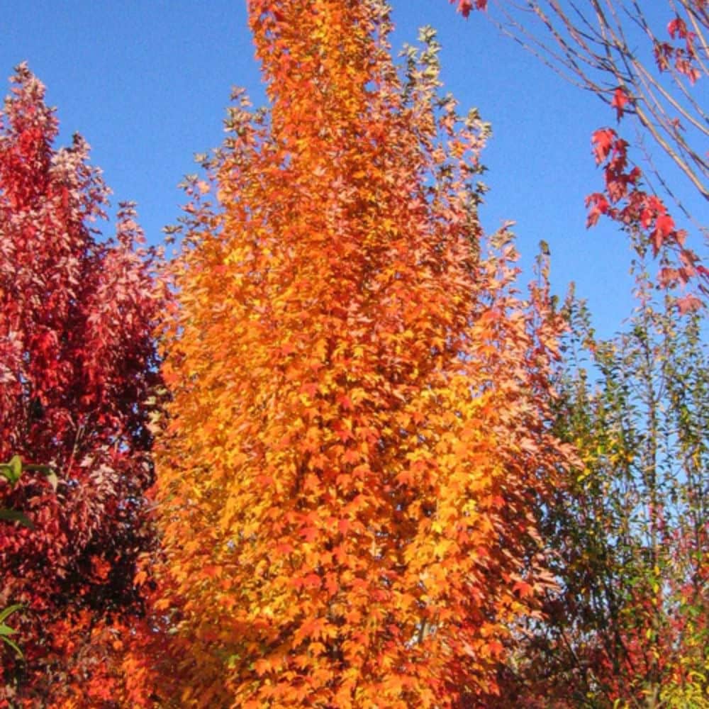 Southern Planters MAPARM05G trees - View #2